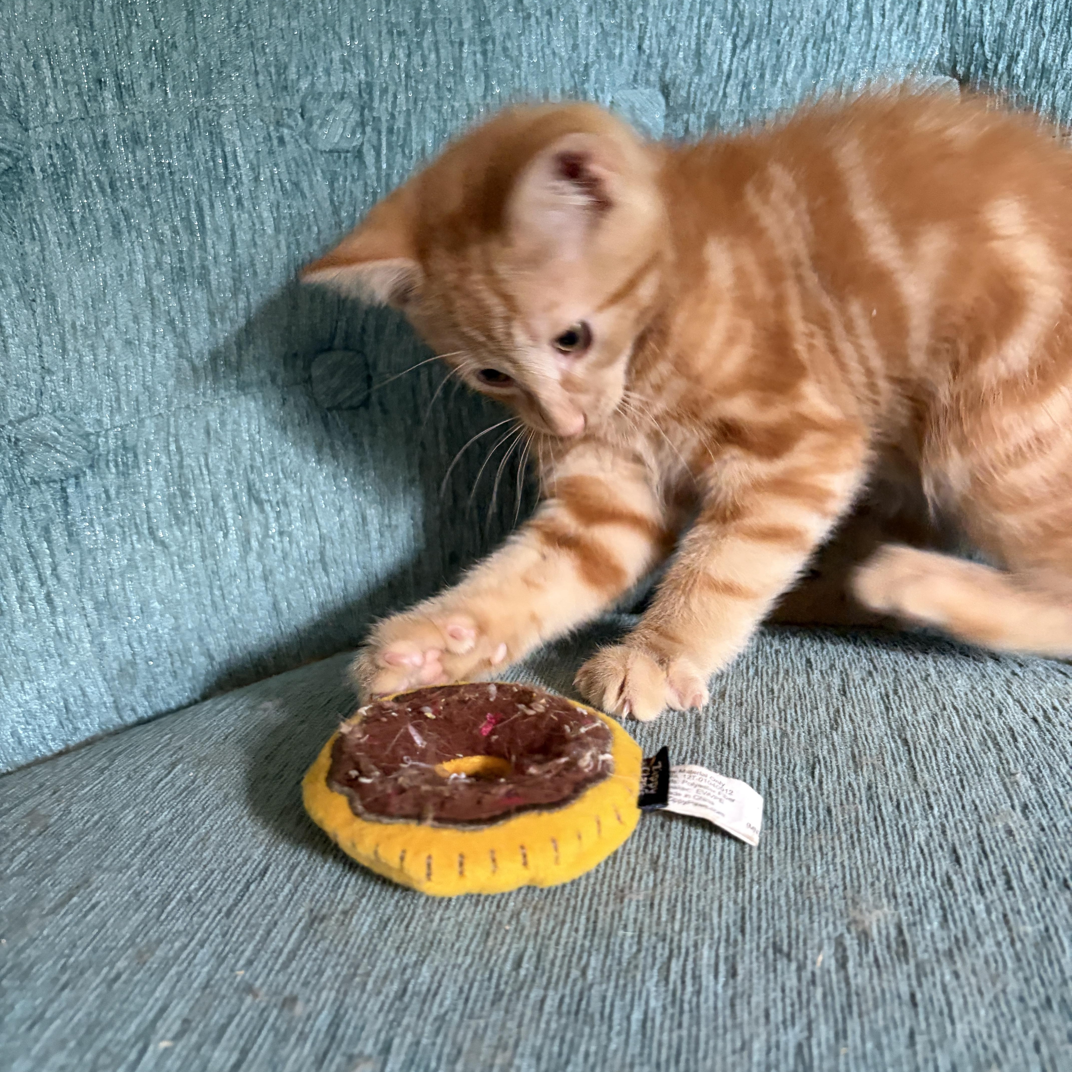 BENTLEY, a Adoptable Domestic Short Hair in East Greenwich, RI image 4/6