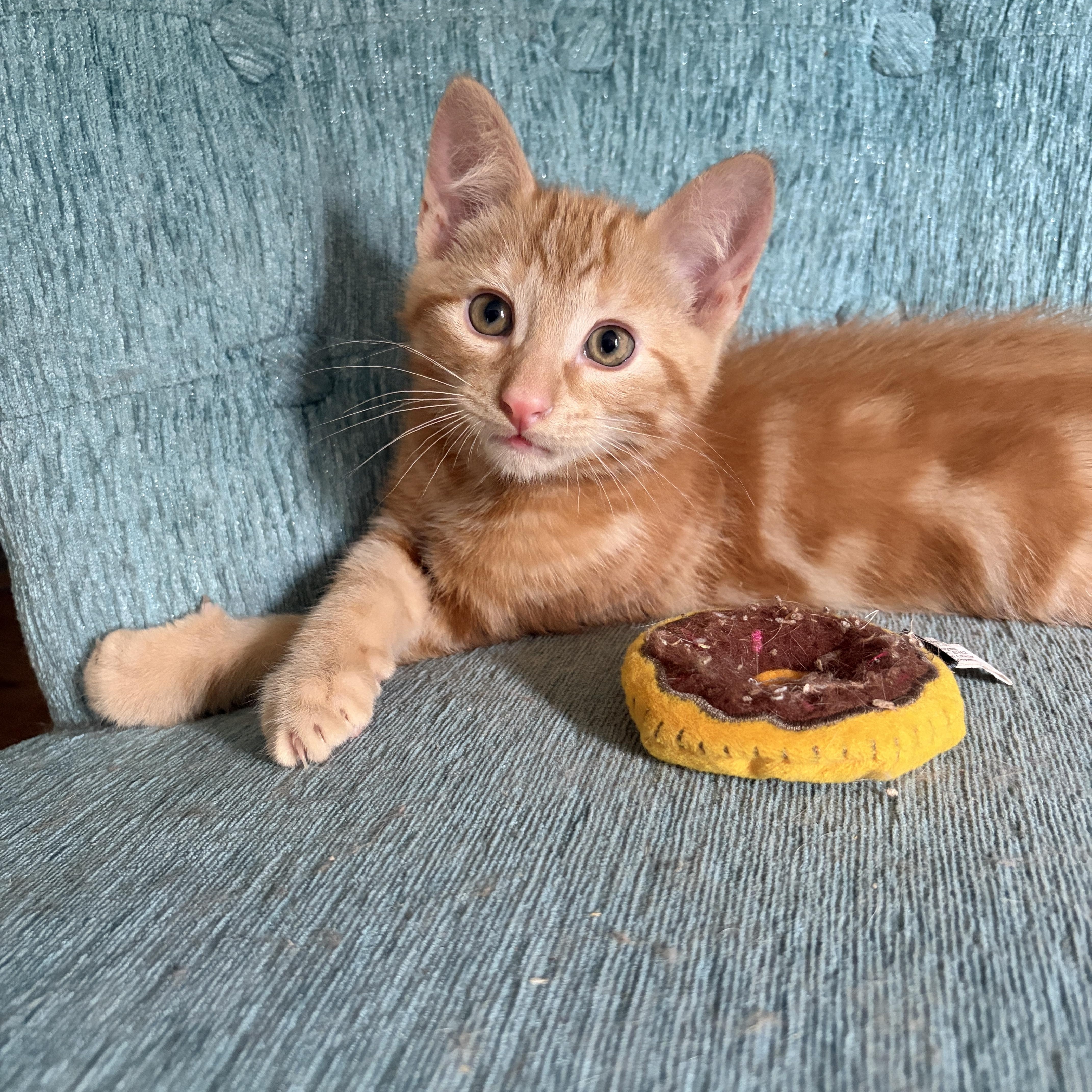 BENTLEY, Adoptable, Kitten Male Domestic Short Hair.
