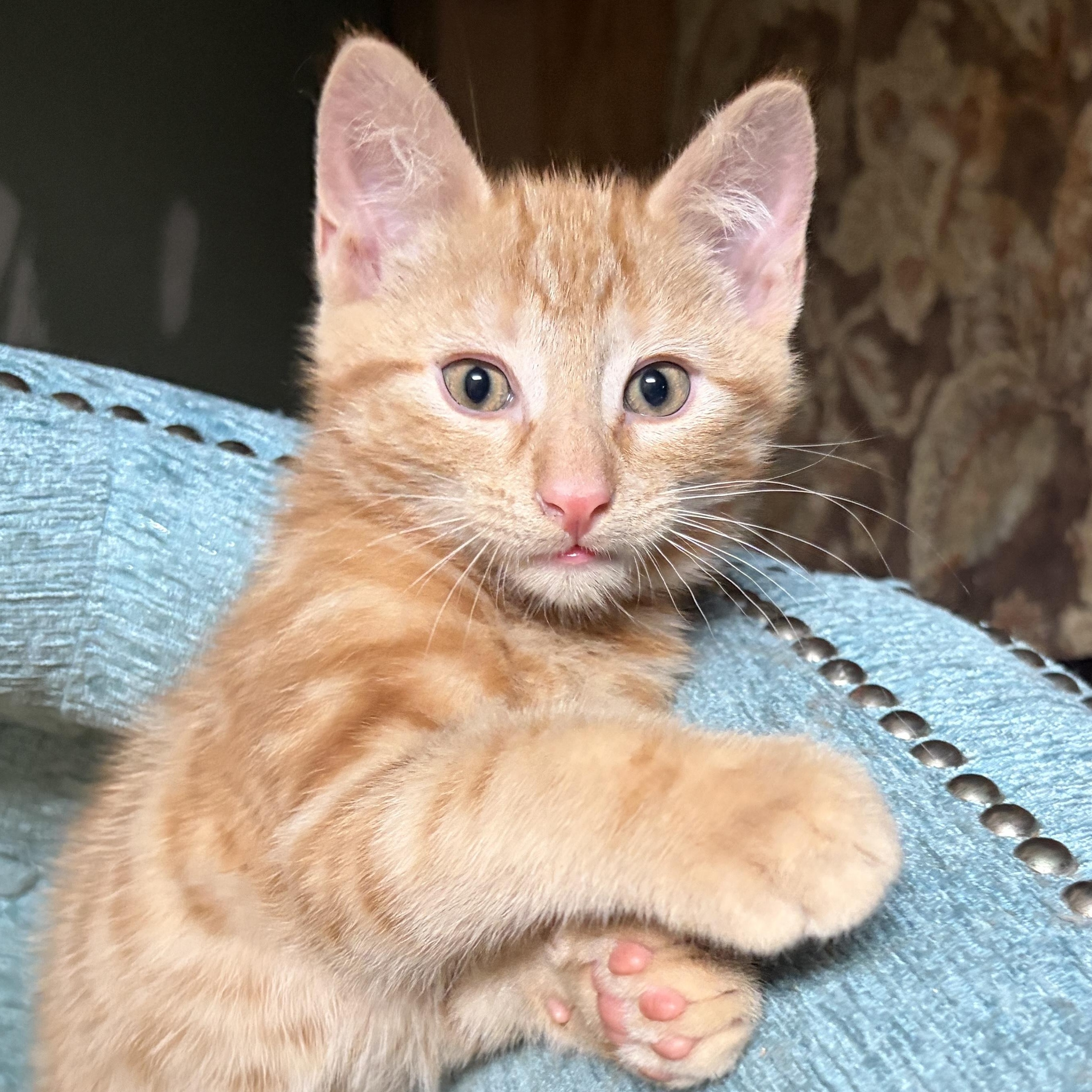 BENTLEY, a Adoptable Domestic Short Hair in East Greenwich, RI image 3/6