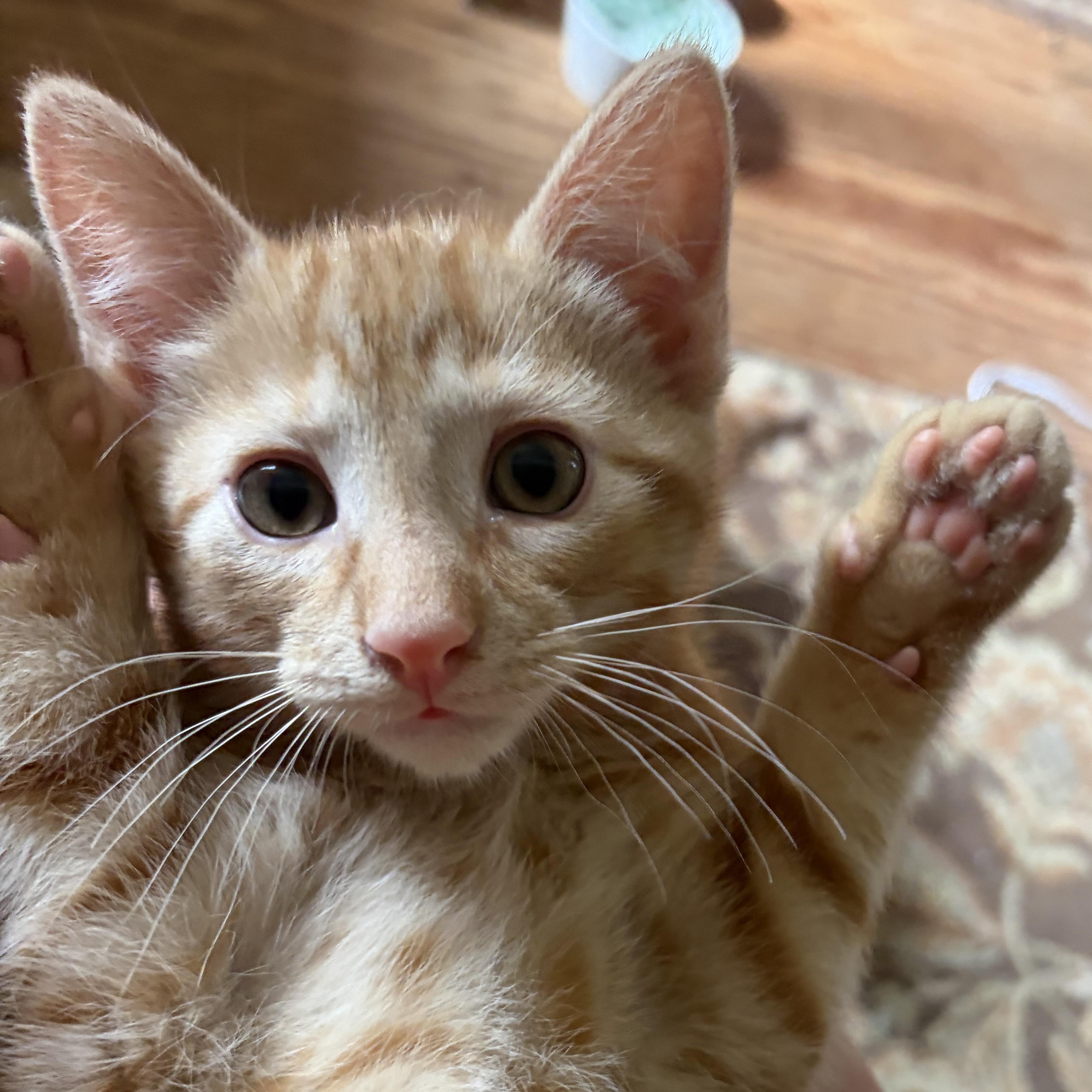 BENTLEY, a Adoptable Domestic Short Hair in East Greenwich, RI image 6/6