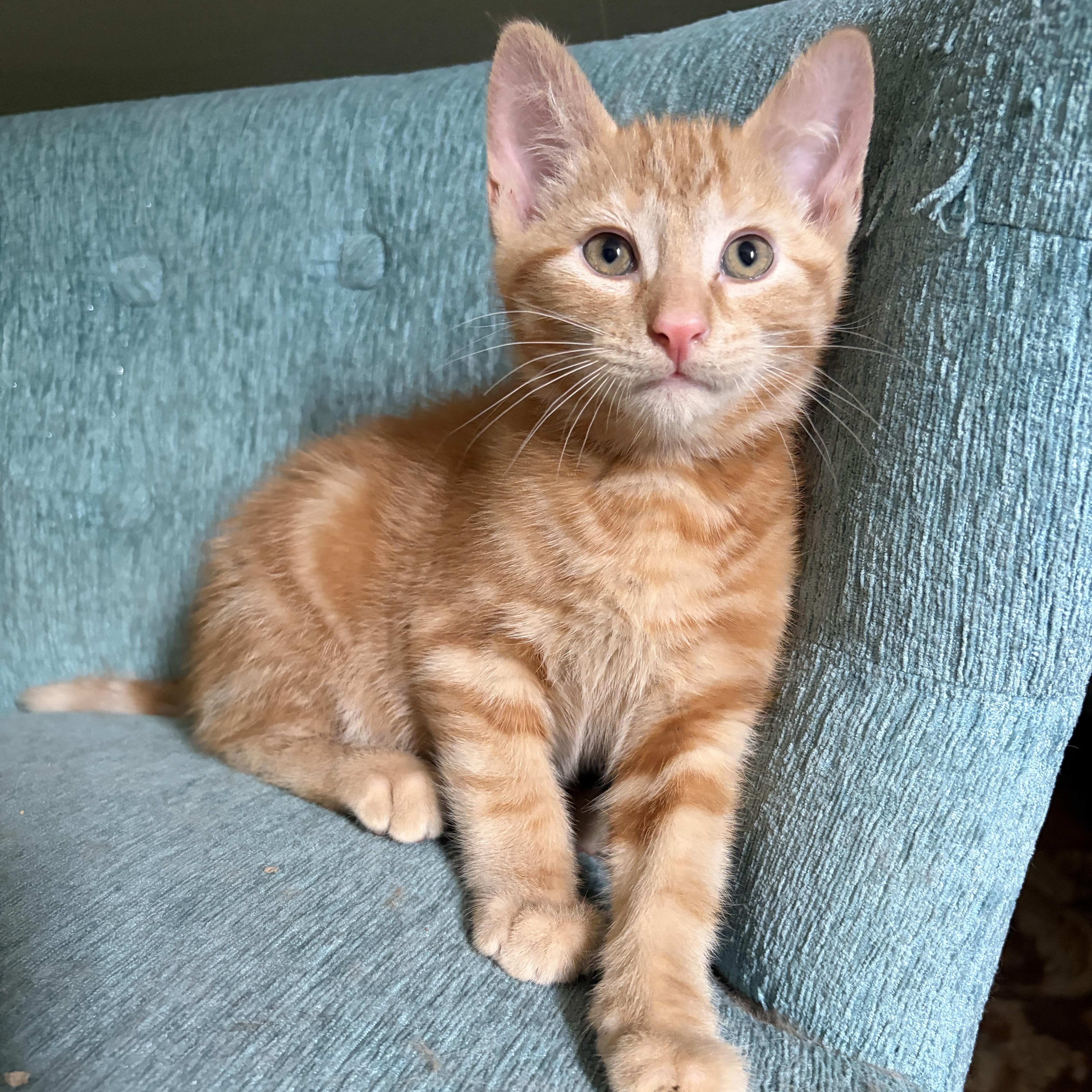 BENTLEY, a Adoptable Domestic Short Hair in East Greenwich, RI image 2/6