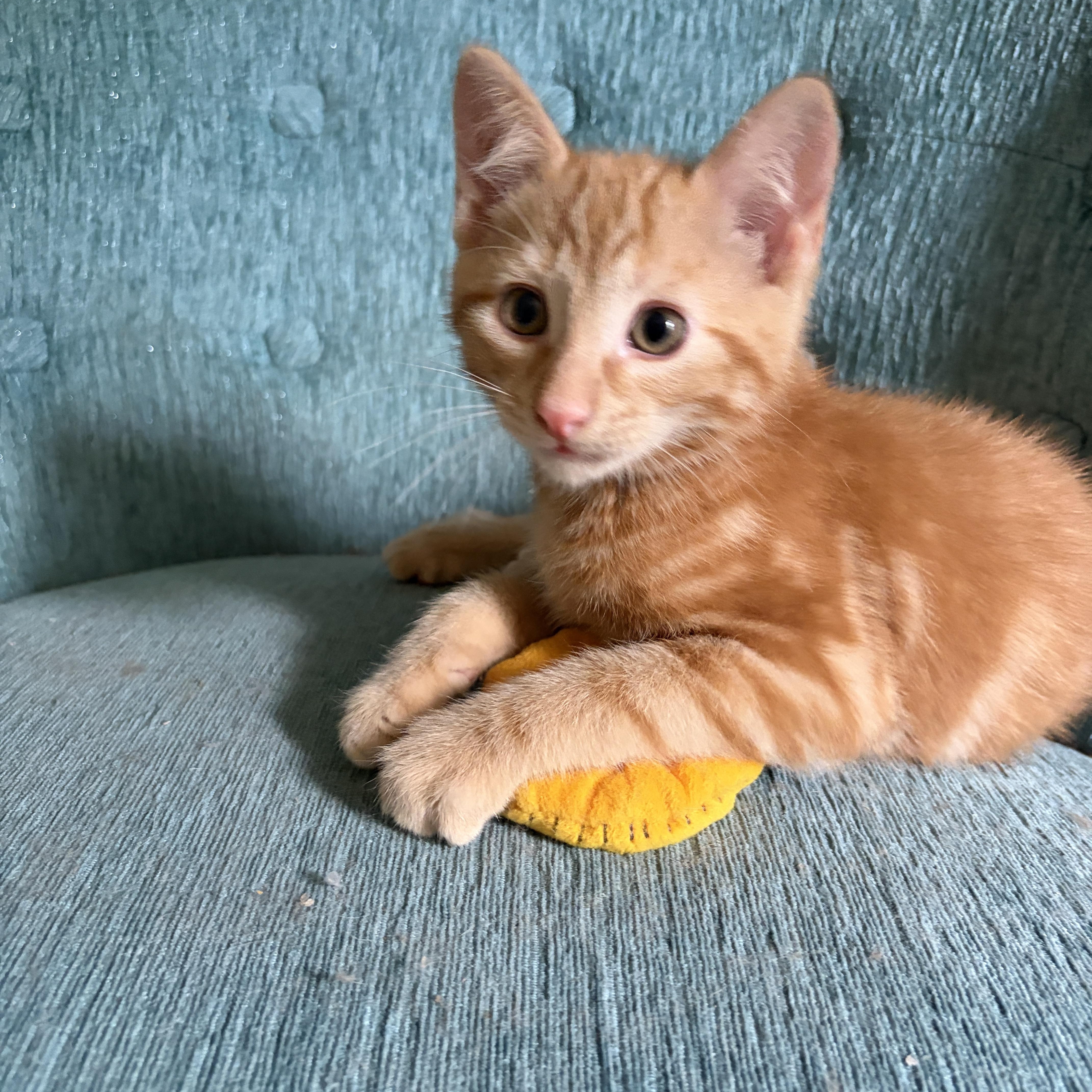 BENTLEY, a Adoptable Domestic Short Hair in East Greenwich, RI image 5/6