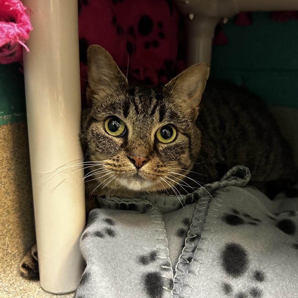 Deer, Adoptable, Adult Female Domestic Short Hair.