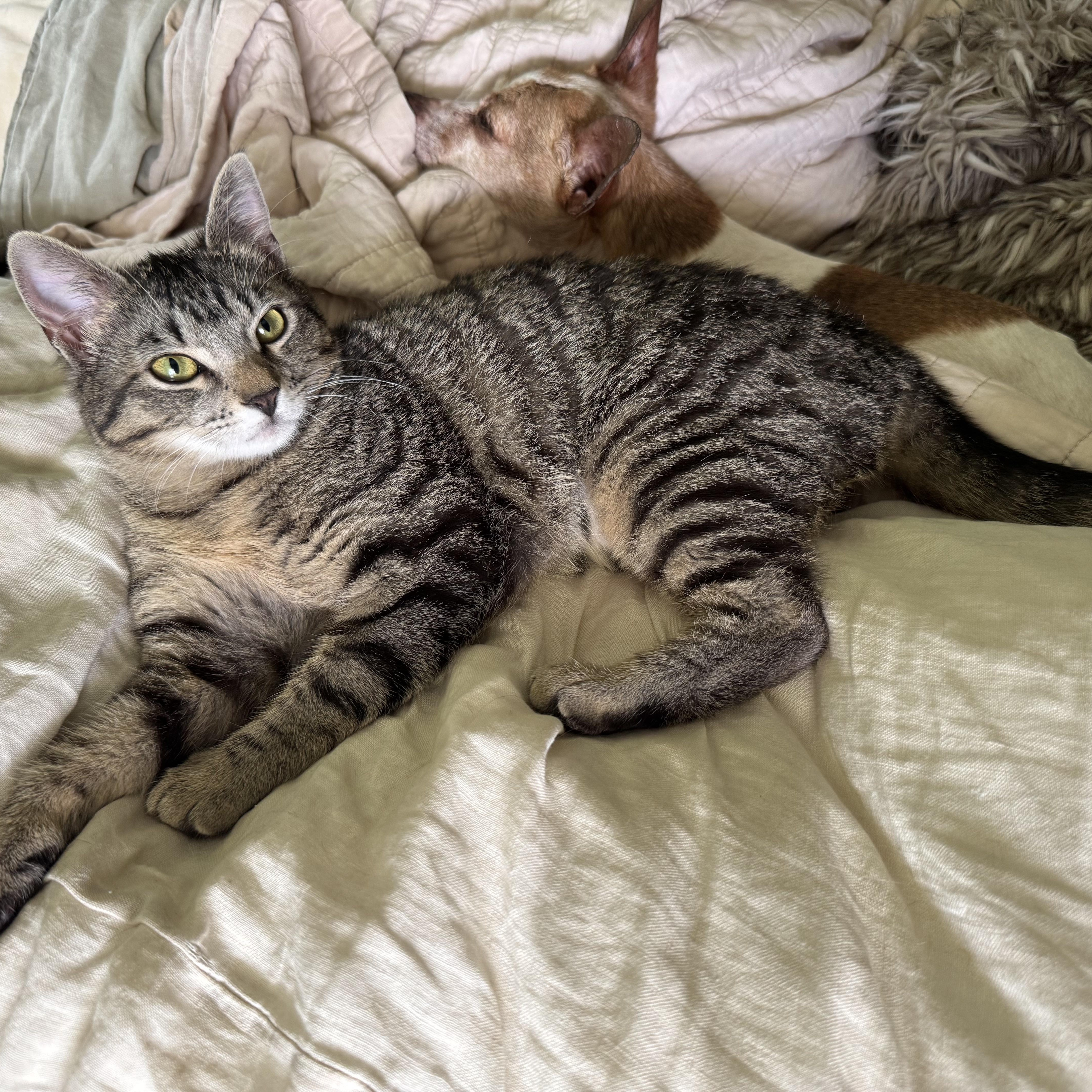 Texas Pete aka. Petey, a Adoptable Domestic Short Hair in Mount Holly, NC image 4/5