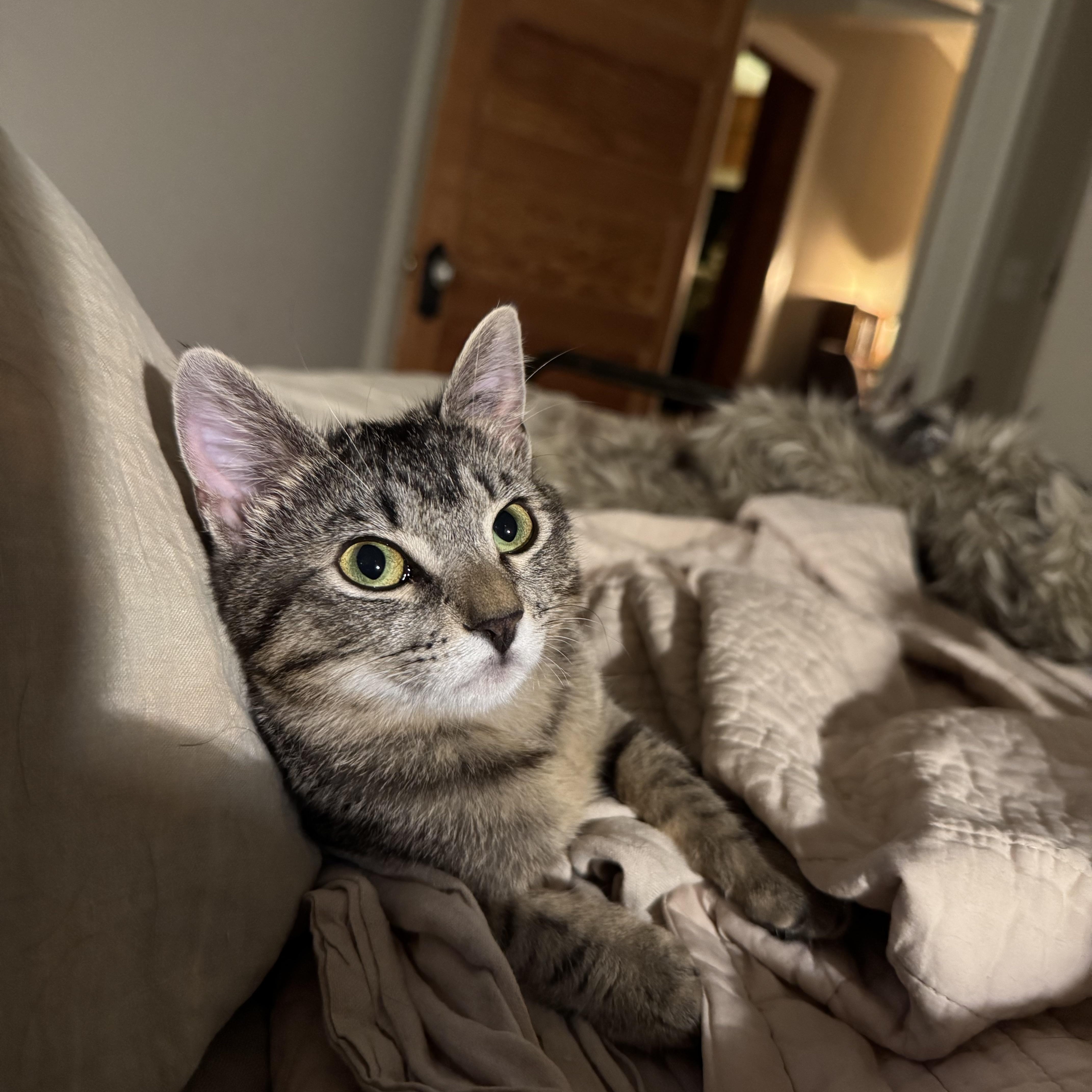 Texas Pete aka. Petey, a Adoptable Domestic Short Hair in Mount Holly, NC image 5/5