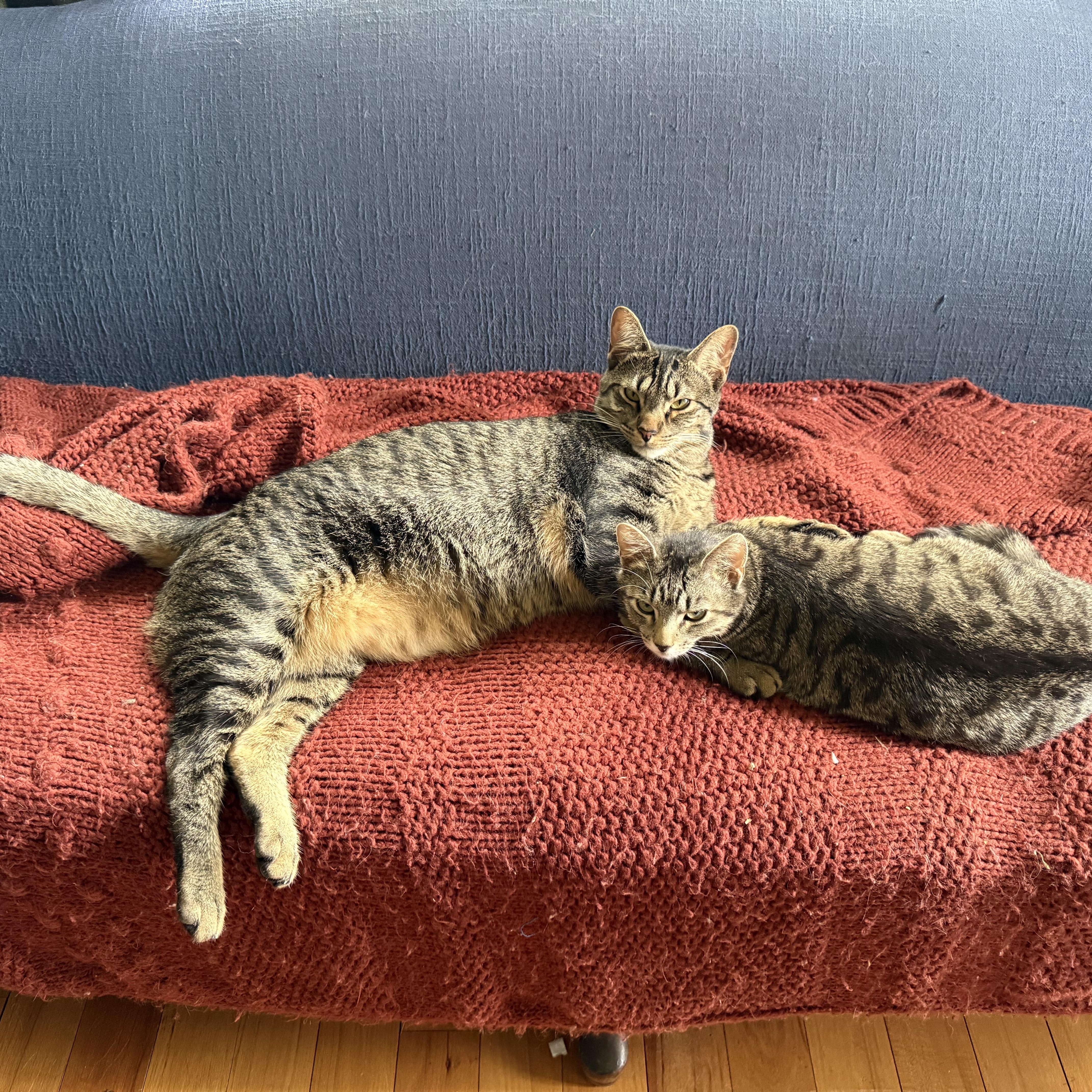 Texas Pete aka. Petey, a Adoptable Domestic Short Hair in Mount Holly, NC image 3/5