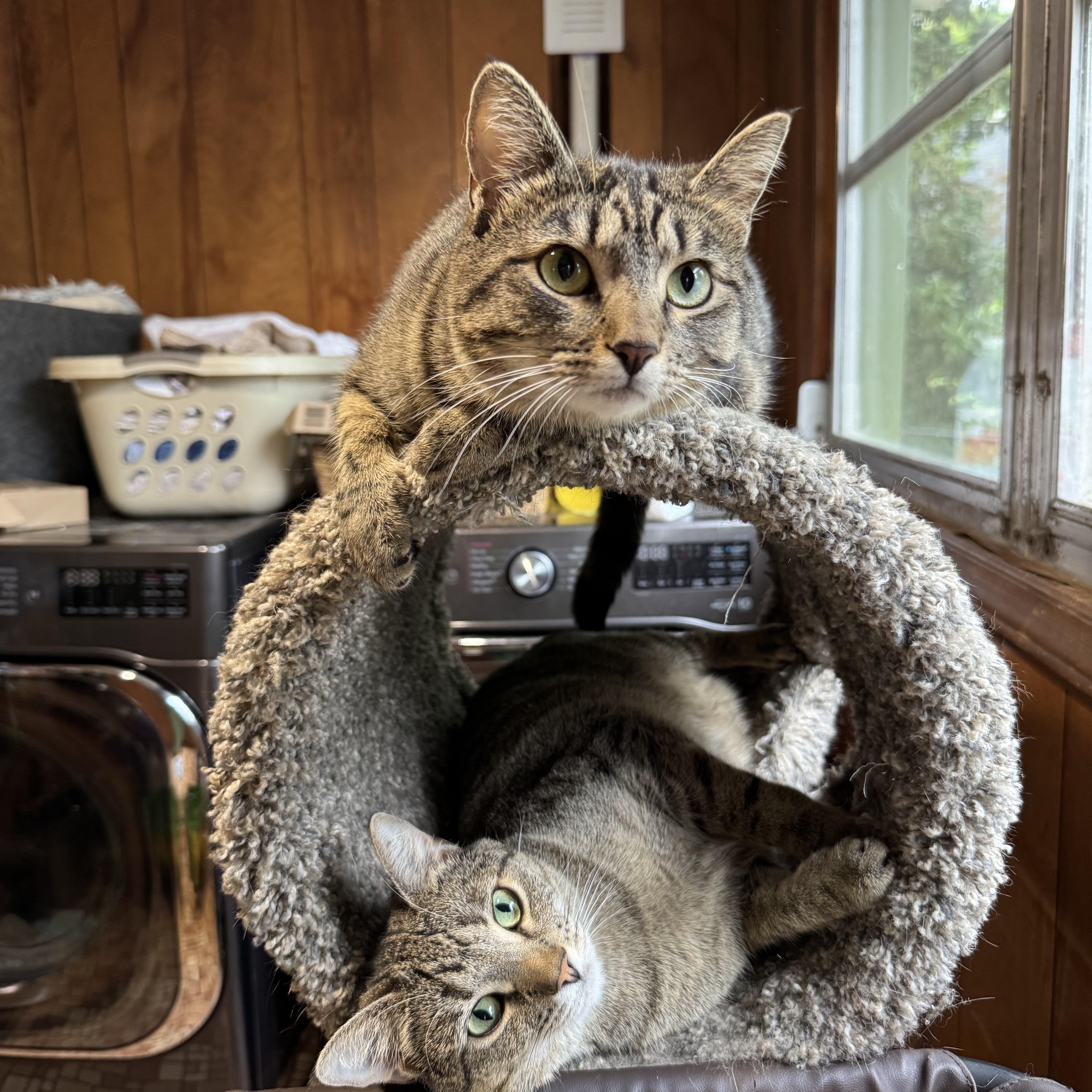 Enlarge Petey and Sriracha, a Adoptable Domestic Short Hair in Mount Holly, NC image 1/5