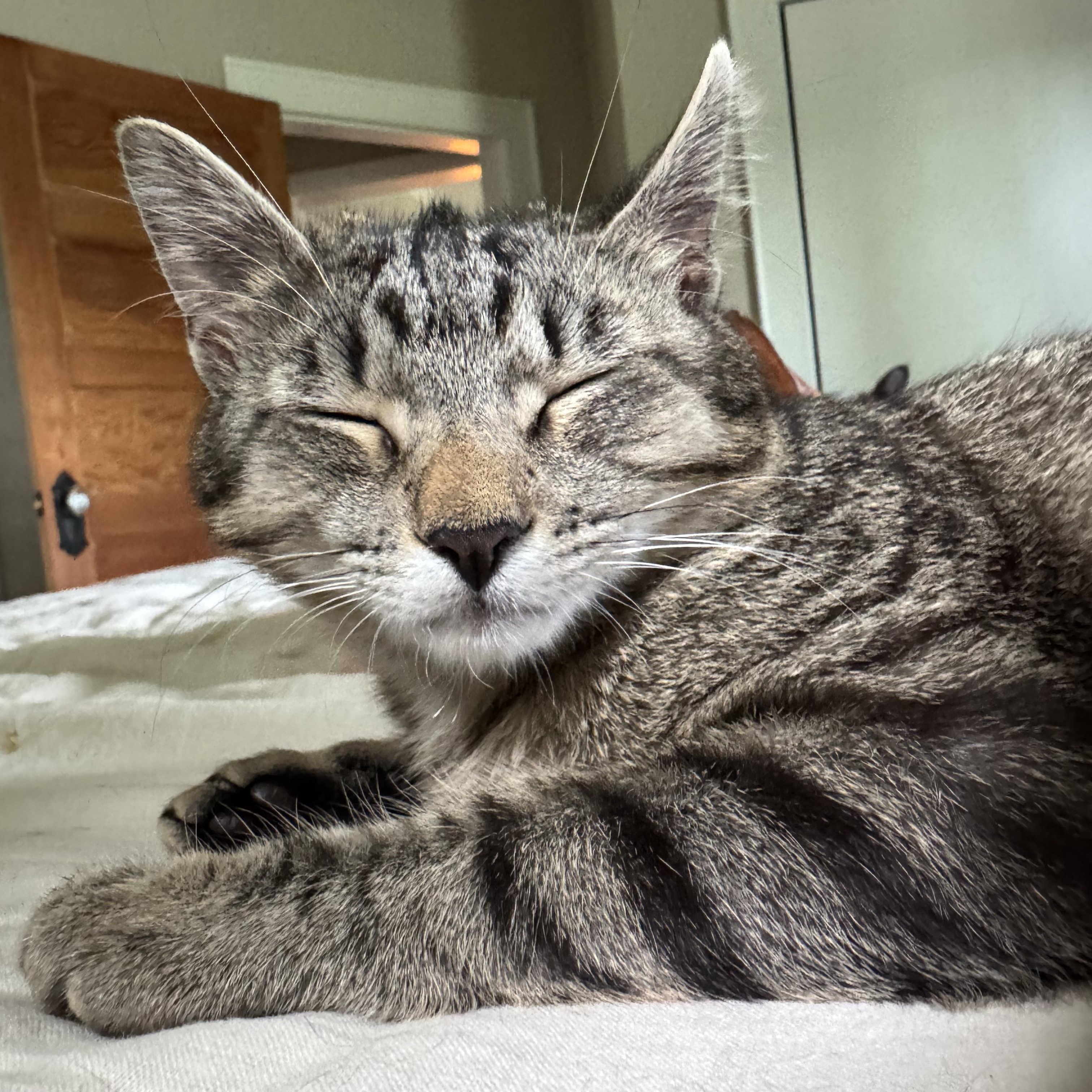 Texas Pete aka. Petey, a Adoptable Domestic Short Hair in Mount Holly, NC image 2/5