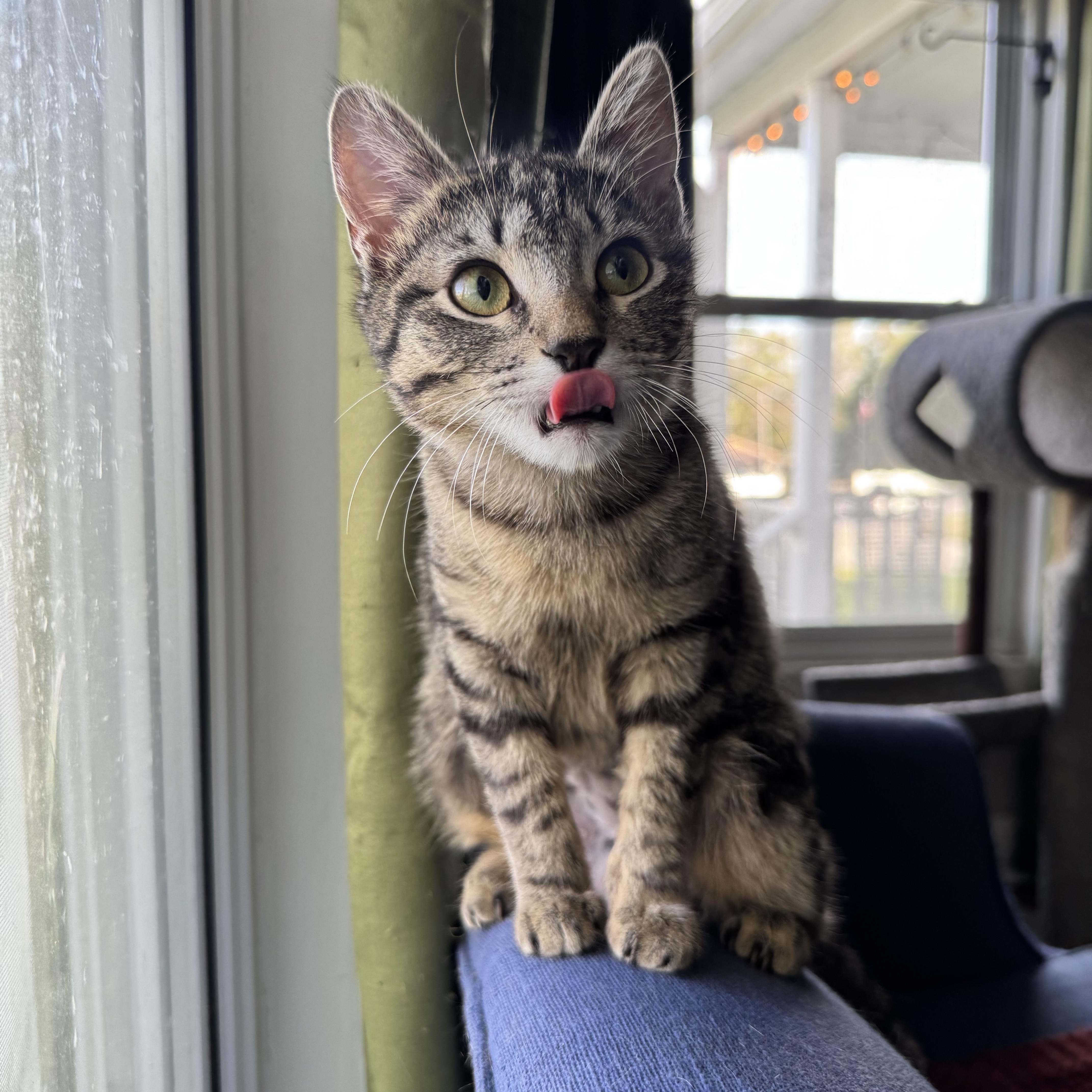 Texas Pete aka. Petey, Adoptable, Kitten Female Domestic Short Hair.