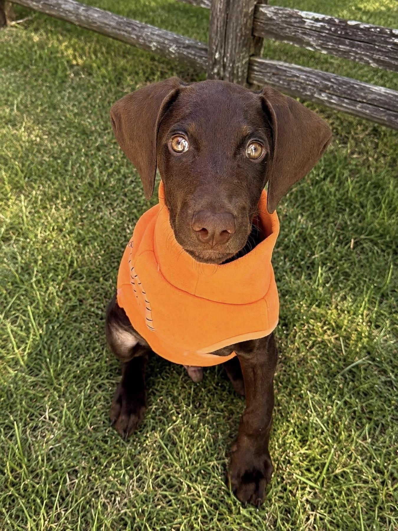 Zeke - TRIPOD, ADOPTABLE, Puppy Male Doberman Pinscher & Weimaraner.