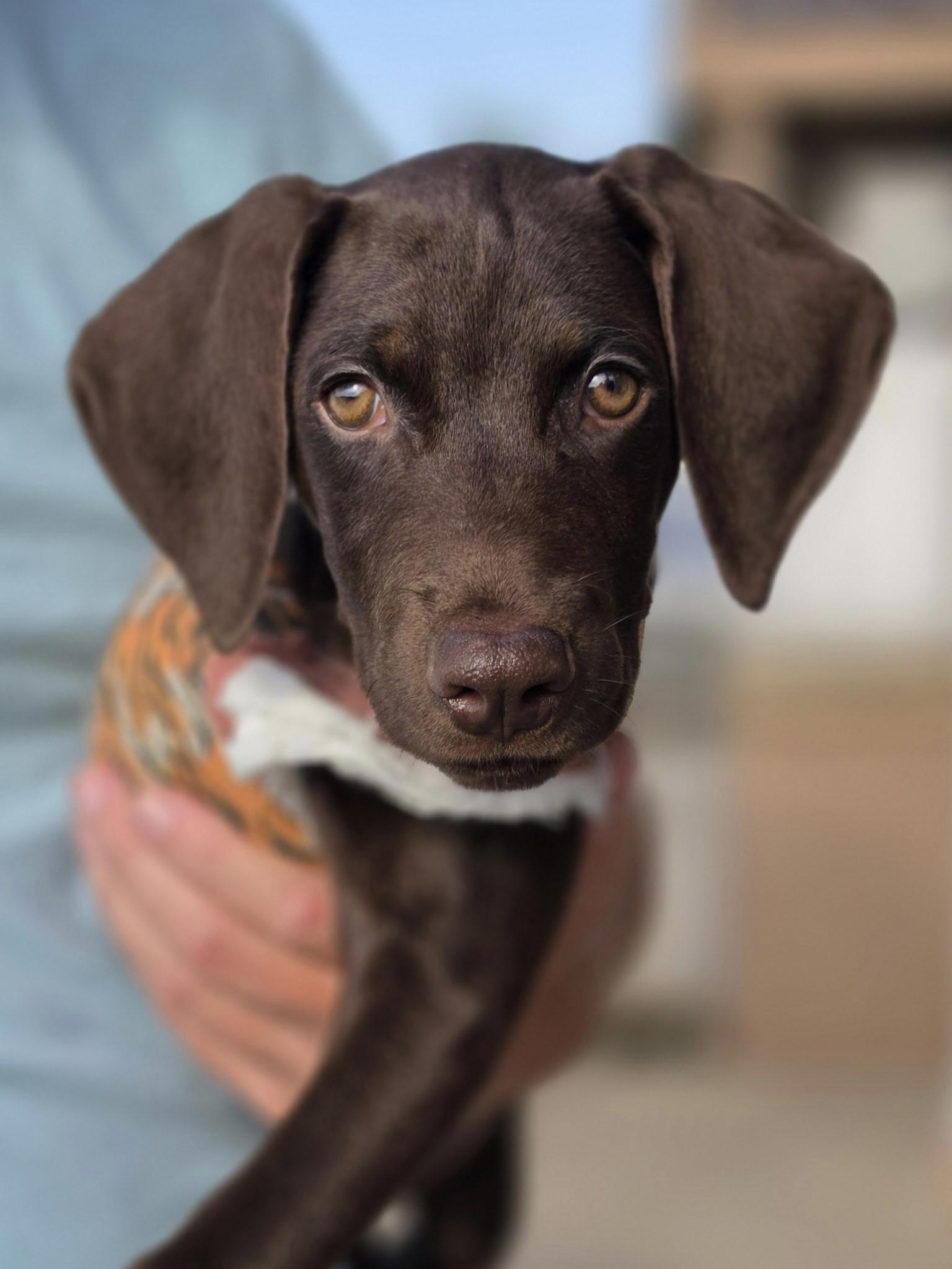 Enlarge Zeke - TRIPOD, a ADOPTABLE mixed breed in Corona Del Mar, CA image 2/3
