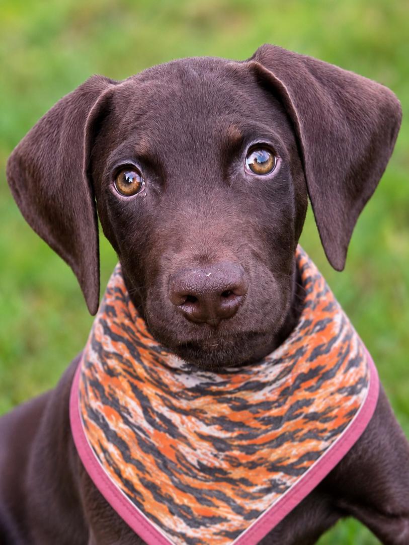 Enlarge Zeke - TRIPOD, a ADOPTABLE mixed breed in Corona Del Mar, CA image 3/3