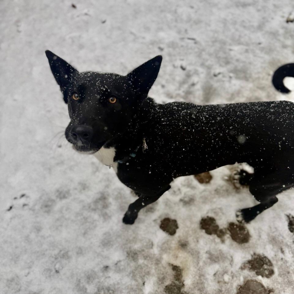 Enlarge Eden, a ADOPTABLE mixed breed in Richmond, VA image 2/2