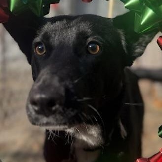 Eden, ADOPTABLE, Young Female Dutch Shepherd.