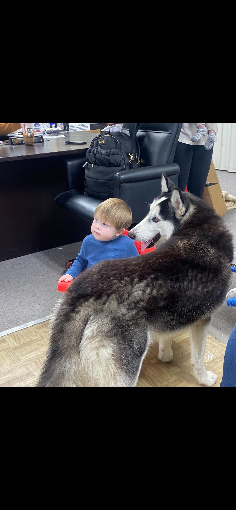 Bailey, a Adoptable Husky in Houston, TX image 3/3