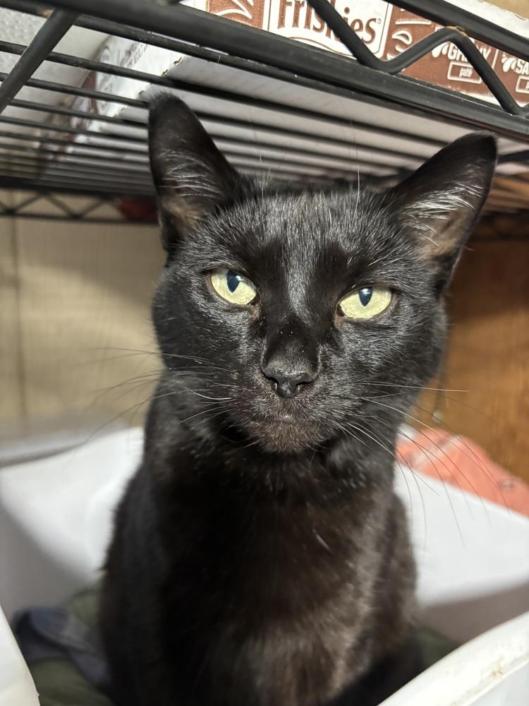 BINKY, Adoptable, Young Female Domestic Short Hair.