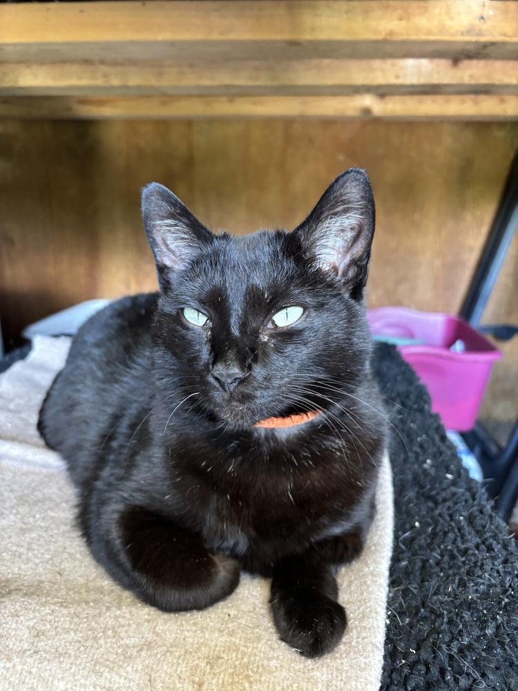 Enlarge BINKY, a Adoptable Domestic Short Hair in New Woodstock, NY image 2/6