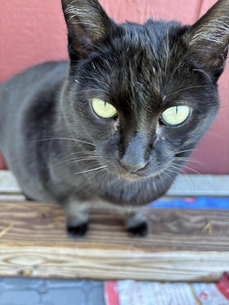 Enlarge BINKY, a Adoptable Domestic Short Hair in New Woodstock, NY image 3/6