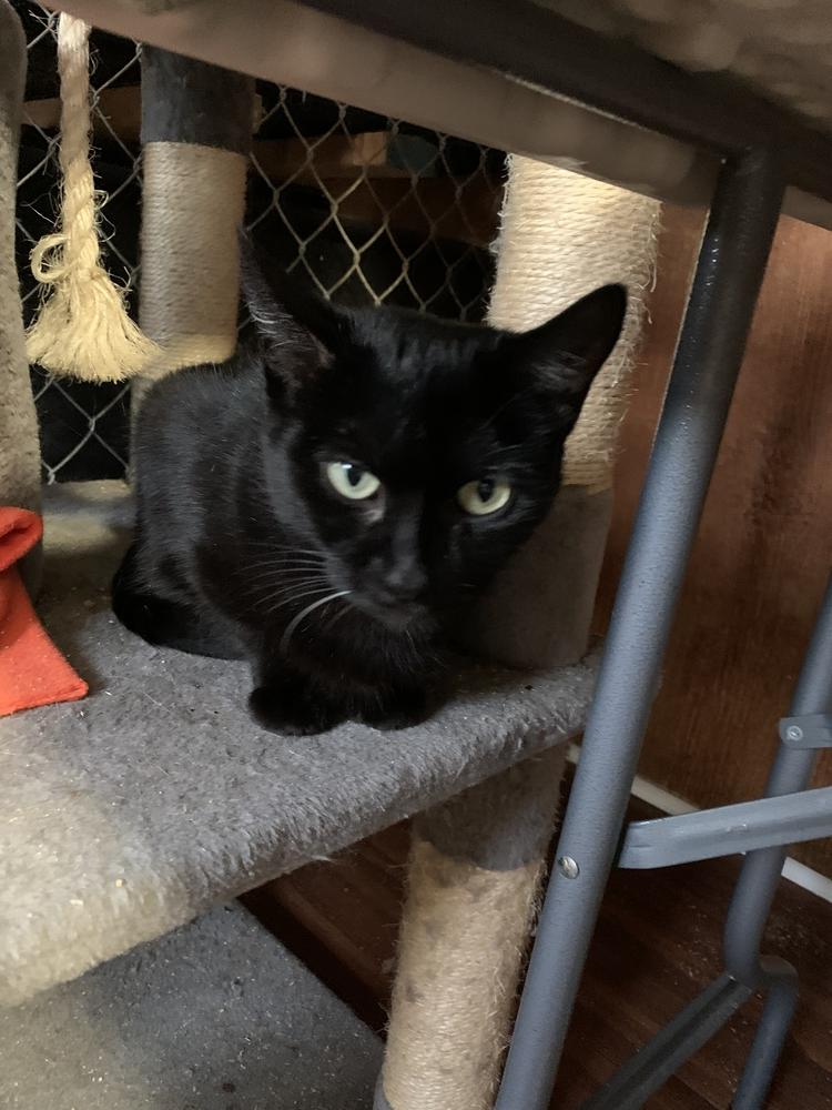 Enlarge BINKY, a Adoptable Domestic Short Hair in New Woodstock, NY image 4/6