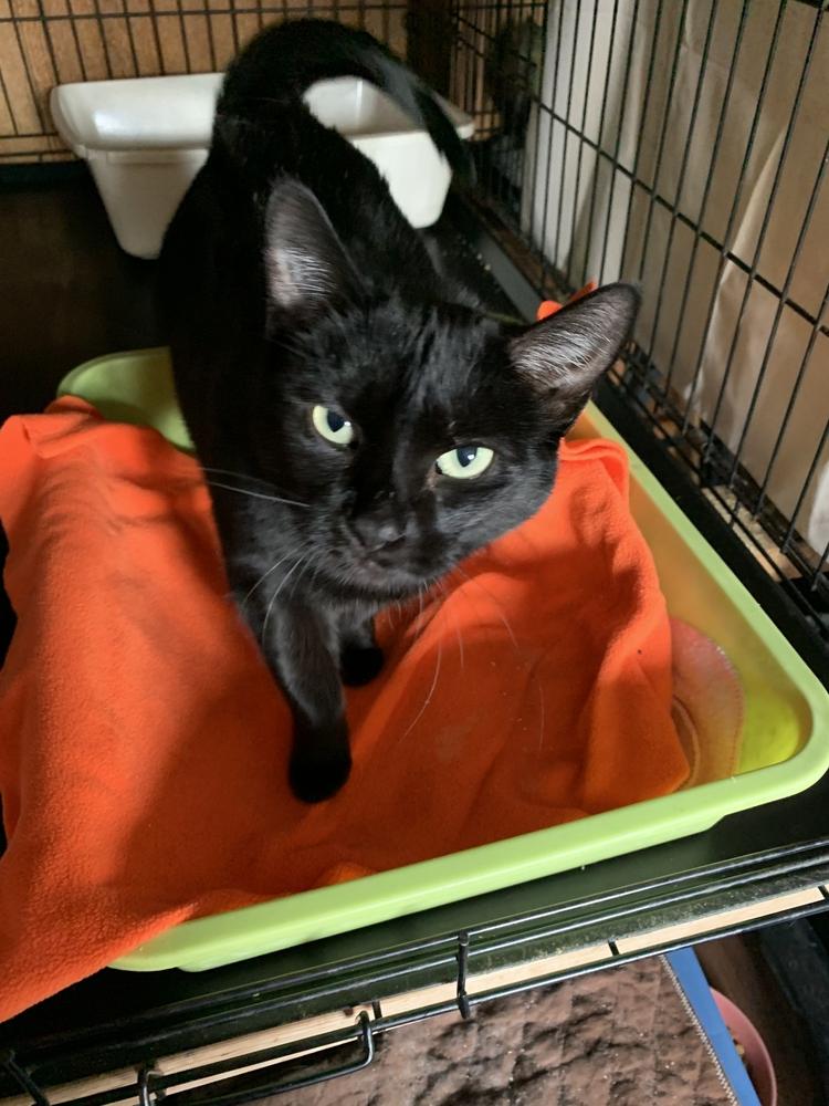 Enlarge BINKY, a Adoptable Domestic Short Hair in New Woodstock, NY image 5/6