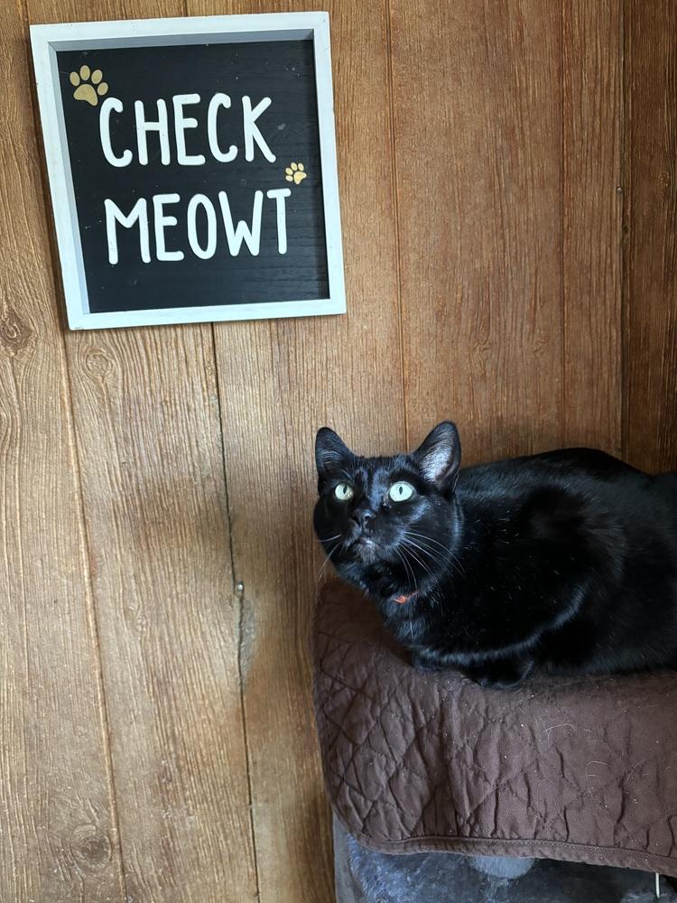 Enlarge BINKY, a Adoptable Domestic Short Hair in New Woodstock, NY image 6/6