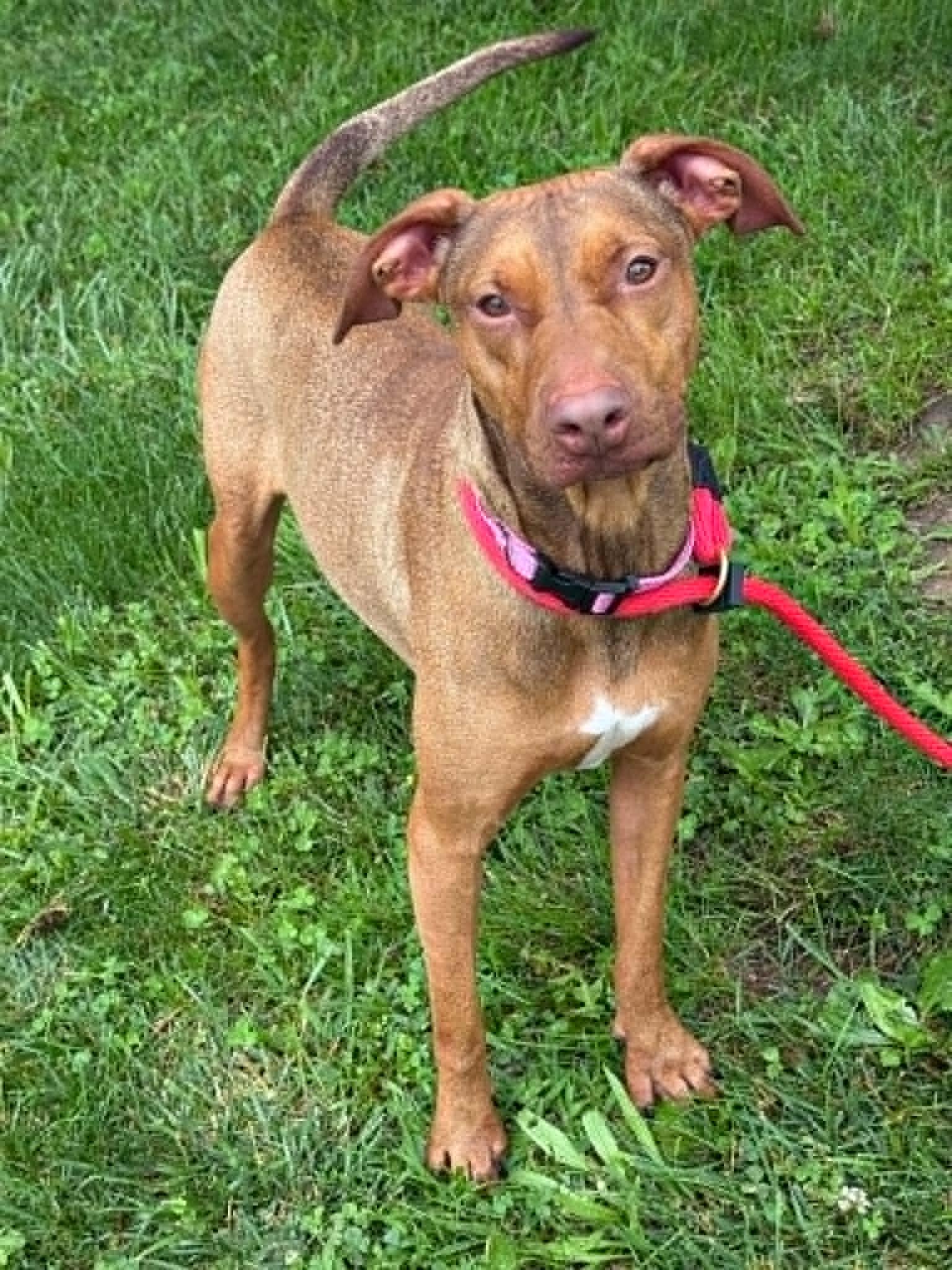 Enlarge Nala (in a FOSTER home), a ADOPTABLE mixed breed in Springfield, IL image 2/4