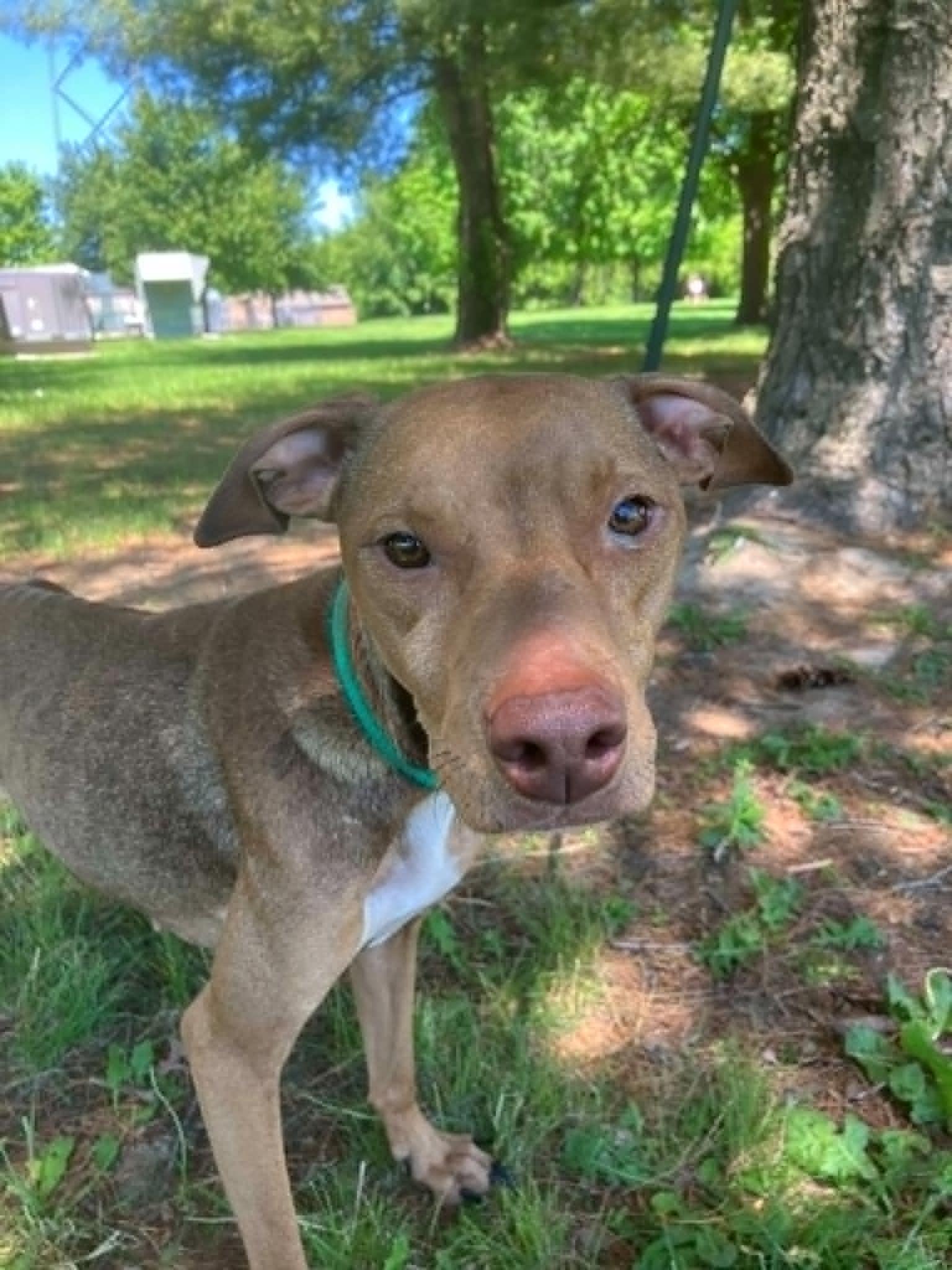 Enlarge Nala (in a FOSTER home), a ADOPTABLE mixed breed in Springfield, IL image 4/4