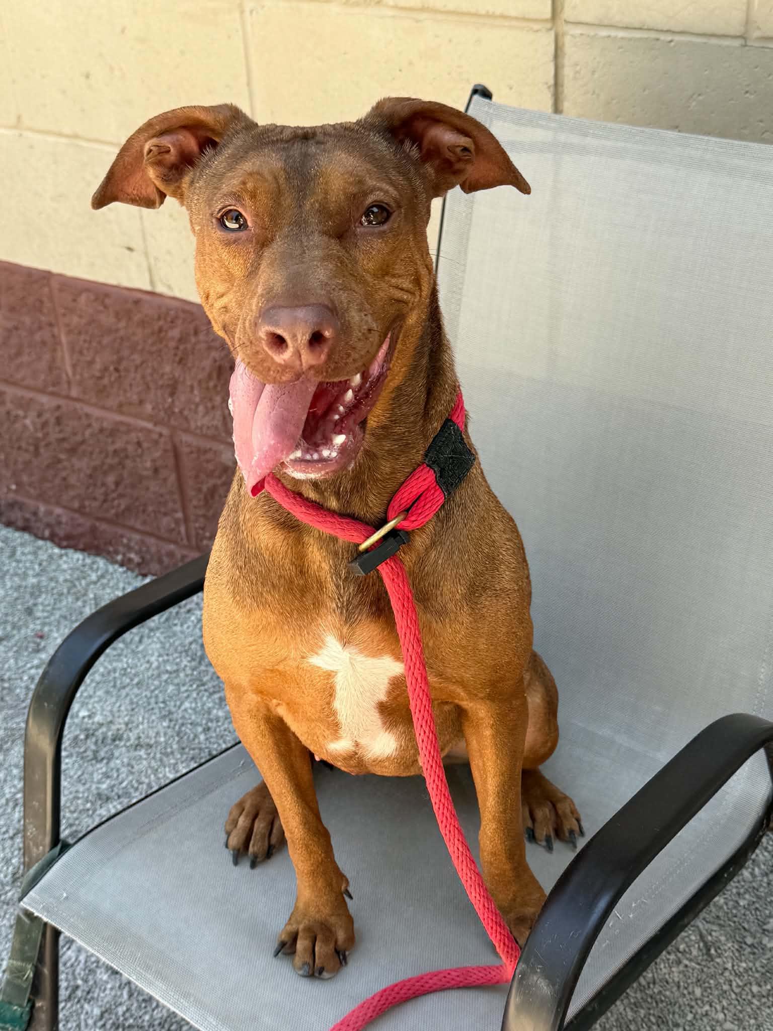 Nala (in a FOSTER home), ADOPTABLE, Adult Female Plott Hound & Vizsla.