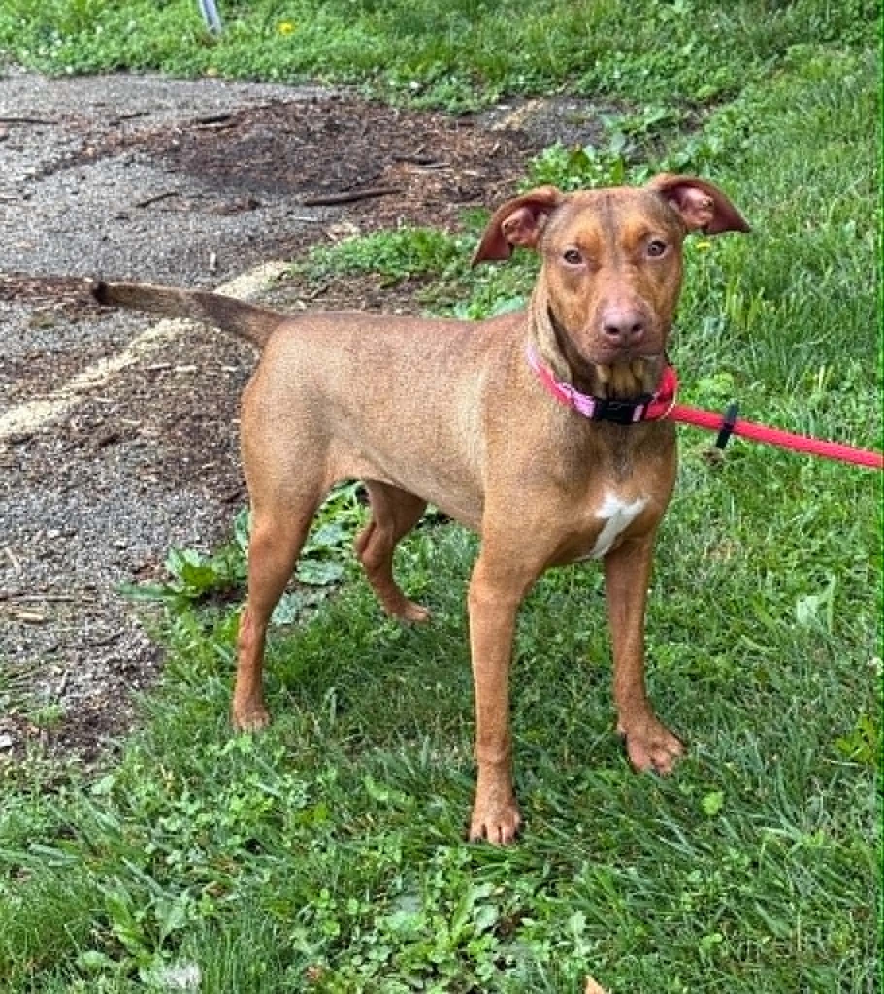 Enlarge Nala (in a FOSTER home), a ADOPTABLE mixed breed in Springfield, IL image 3/4