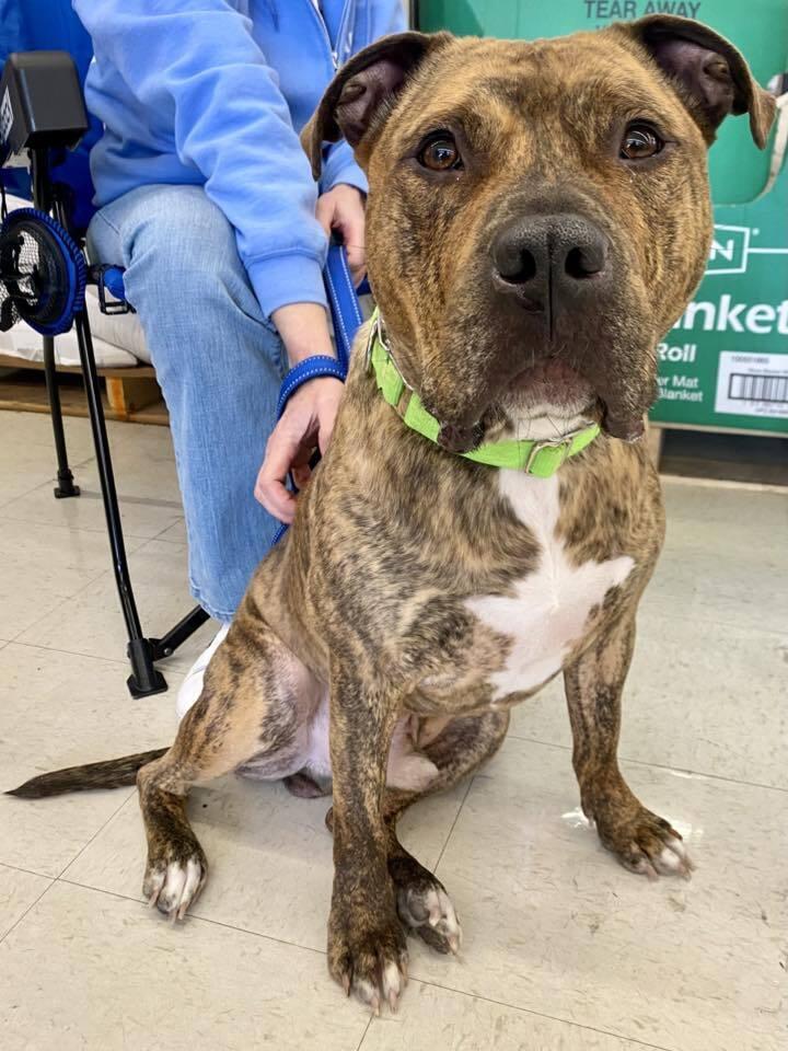 Bacon, Adoptable, Adult Male Mixed Breed.