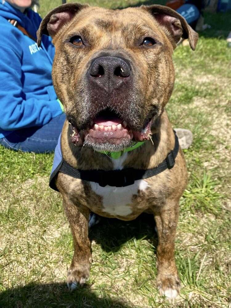 Enlarge Bacon, a Adoptable mixed breed in Milton, DE image 2/6