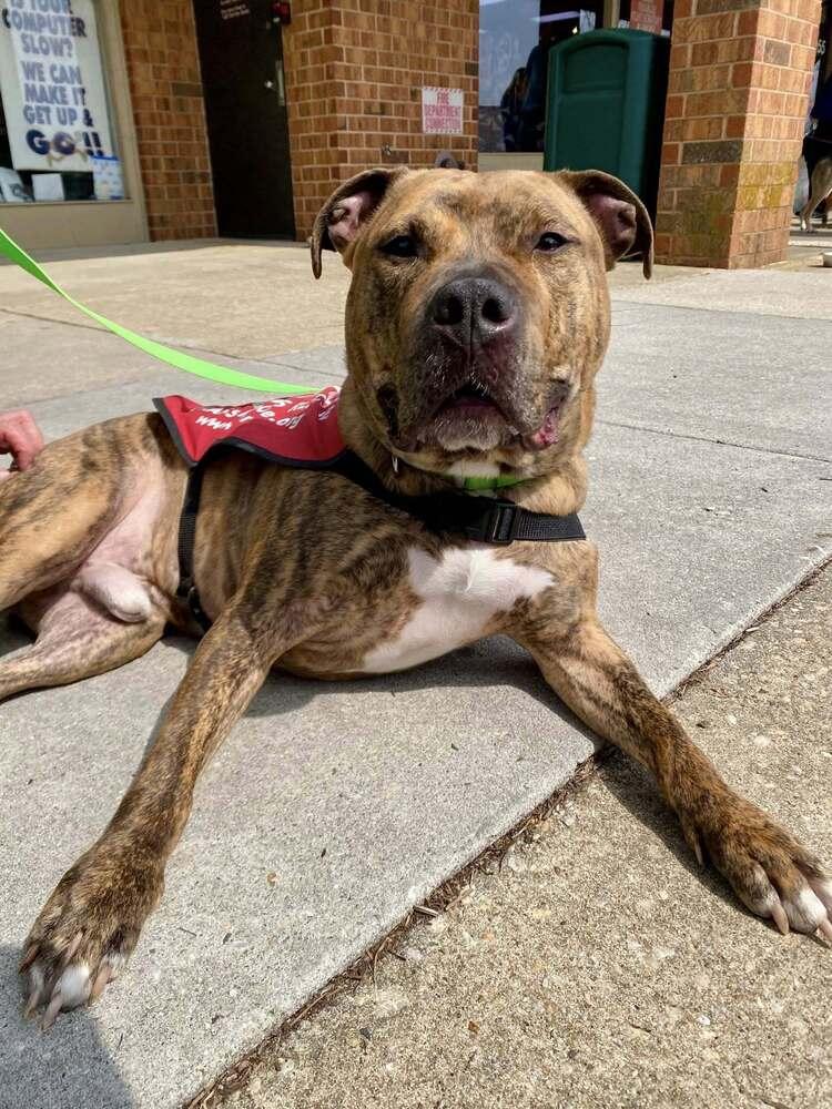 Enlarge Bacon, a Adoptable mixed breed in Milton, DE image 3/6