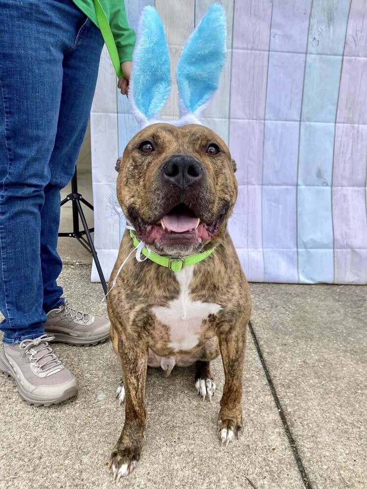 Enlarge Bacon, a Adoptable mixed breed in Milton, DE image 5/6