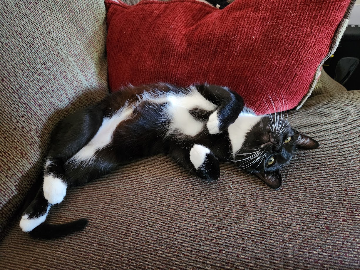 Enlarge Maryanne, a Adopted Domestic Short Hair in Eugene, OR image 2/6