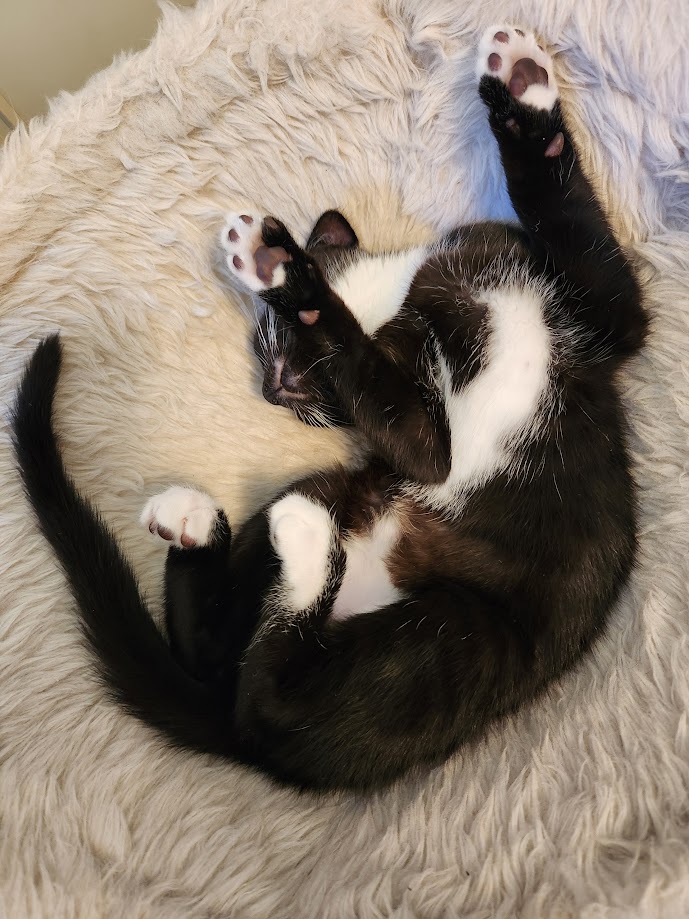 Enlarge Maryanne, a Adopted Domestic Short Hair in Eugene, OR image 3/6