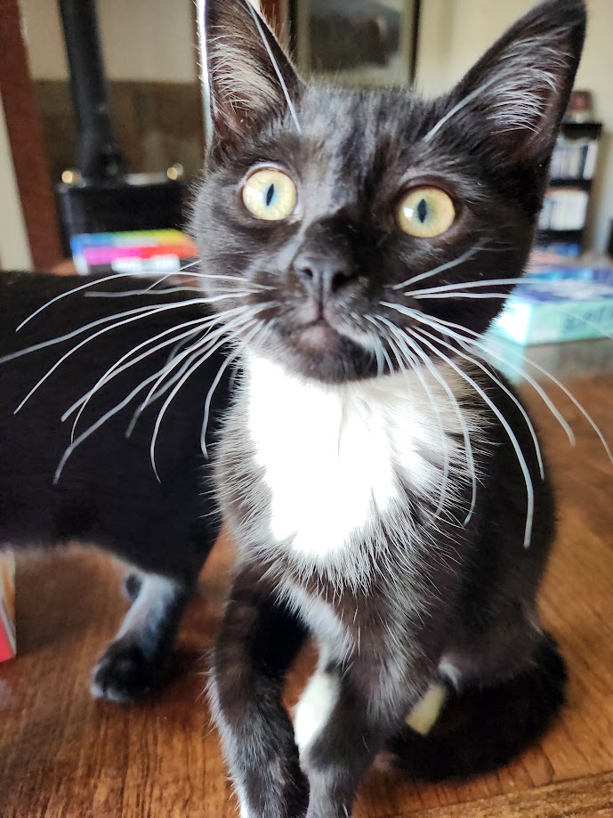 Enlarge Maryanne, a Adopted Domestic Short Hair in Eugene, OR image 1/6