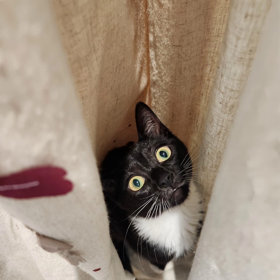 Enlarge Maryanne, a Adopted Domestic Short Hair in Eugene, OR image 4/6