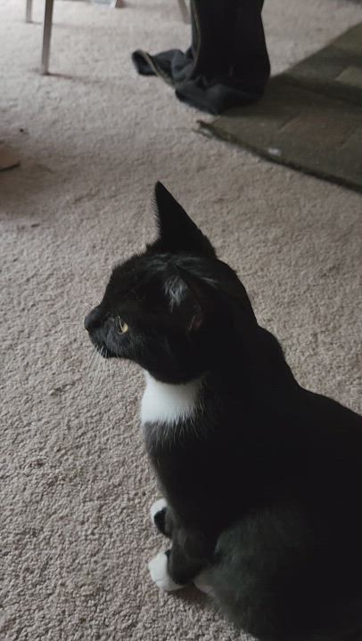 Enlarge Maryanne, a Adopted Domestic Short Hair in Eugene, OR video 5/6