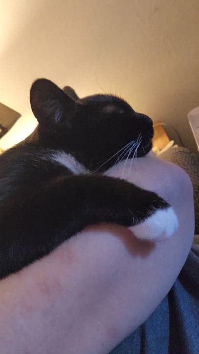 Enlarge Maryanne, a Adopted Domestic Short Hair in Eugene, OR video 6/6