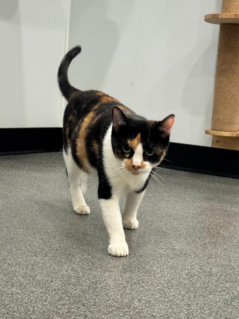 Bella, Adoptable, Adult Female Domestic Short Hair.