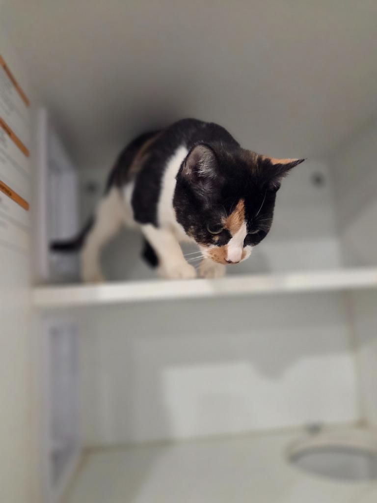 Enlarge Bella, a Adoptable mixed breed in Lunenburg, VT image 2/4