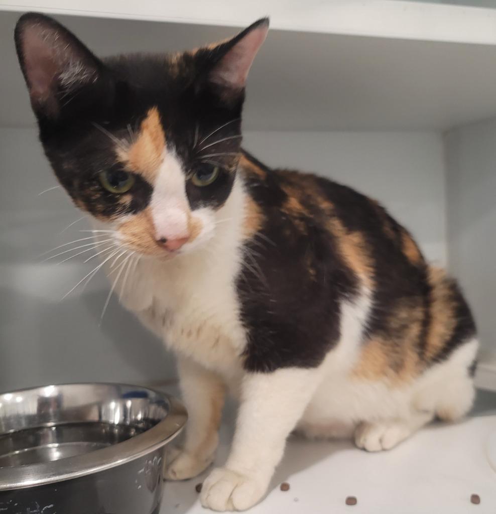 Enlarge Bella, a Adoptable mixed breed in Lunenburg, VT image 3/4