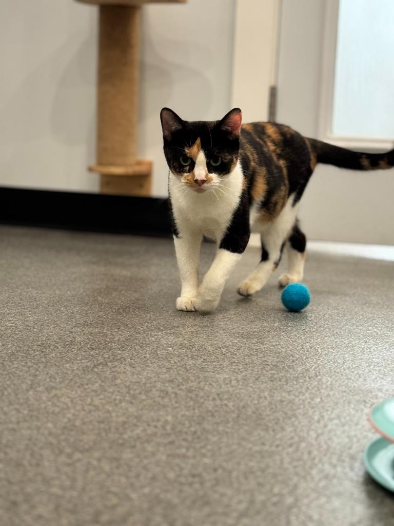 Enlarge Bella, a Adoptable mixed breed in Lunenburg, VT image 4/4