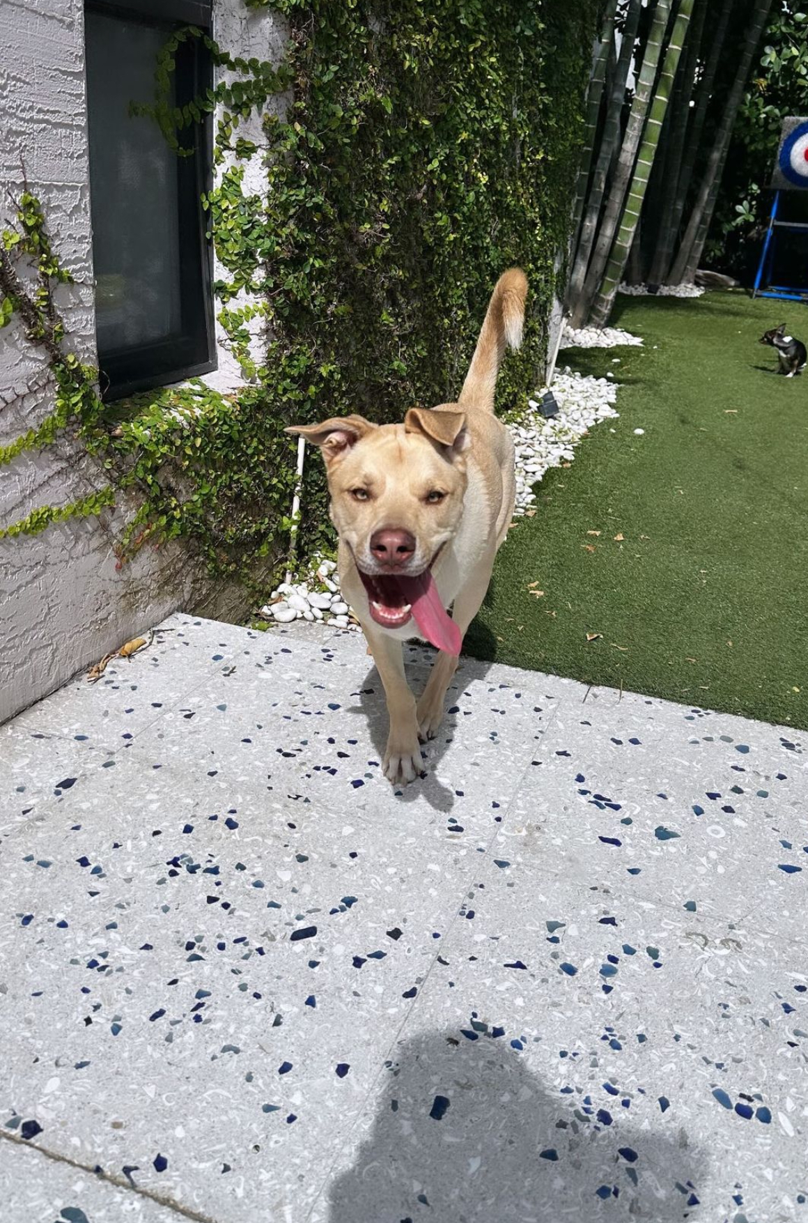 Enlarge Liloh, a Adopted Yellow Labrador Retriever in Pembroke Pines, FL image 3/3