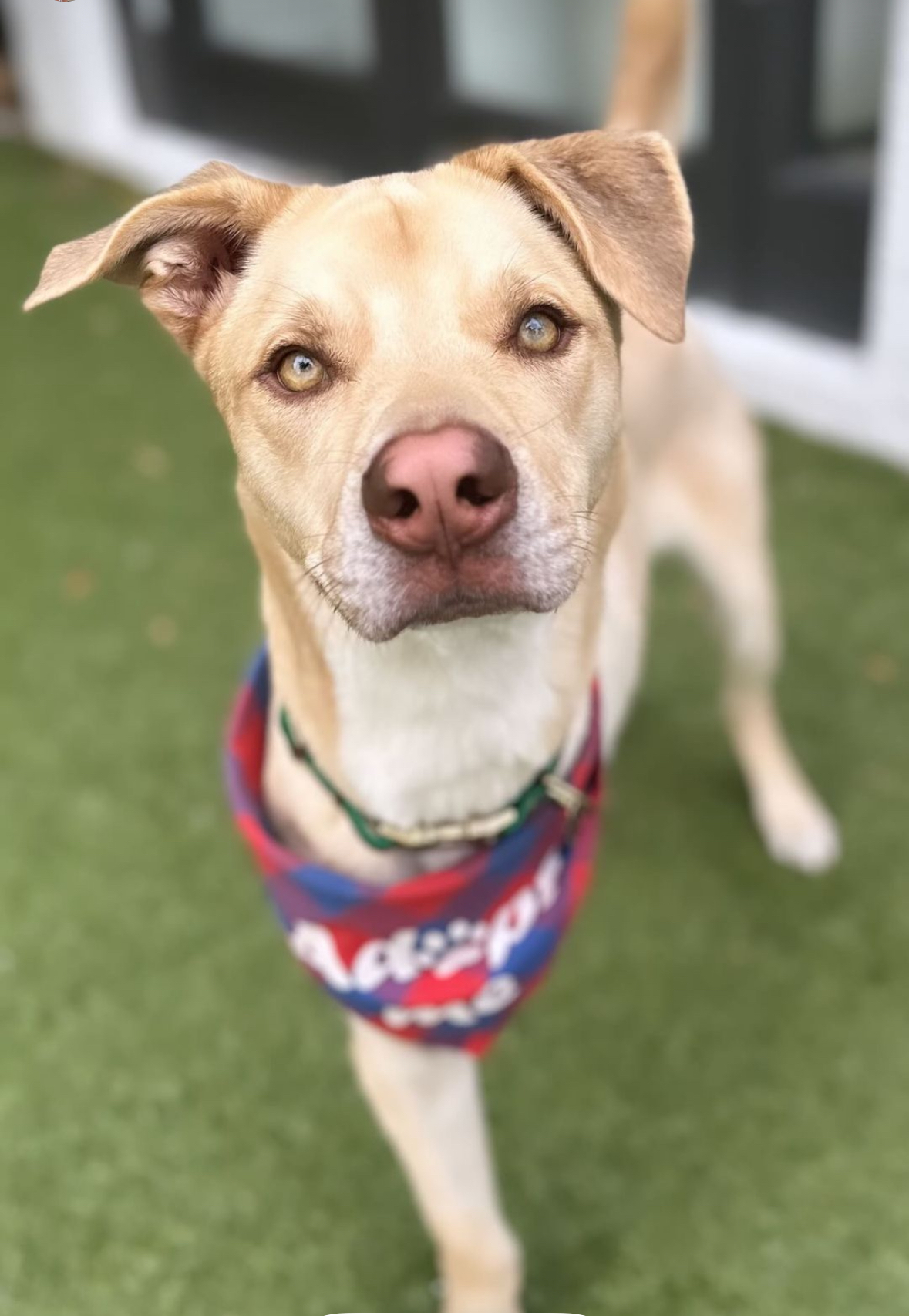 Enlarge Liloh, a Adopted Yellow Labrador Retriever in Pembroke Pines, FL image 1/3