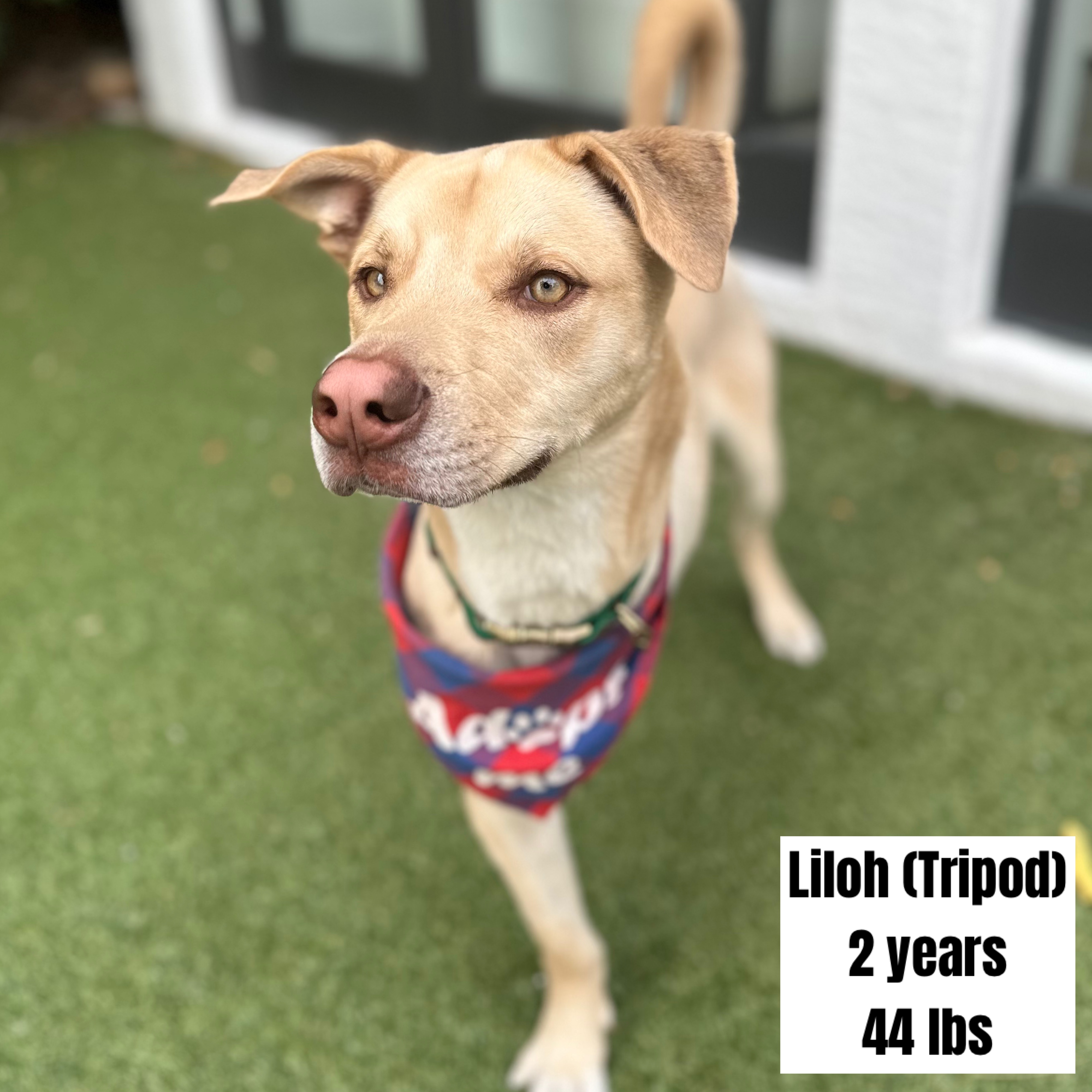 Enlarge Liloh, a Adopted Yellow Labrador Retriever in Pembroke Pines, FL image 2/3