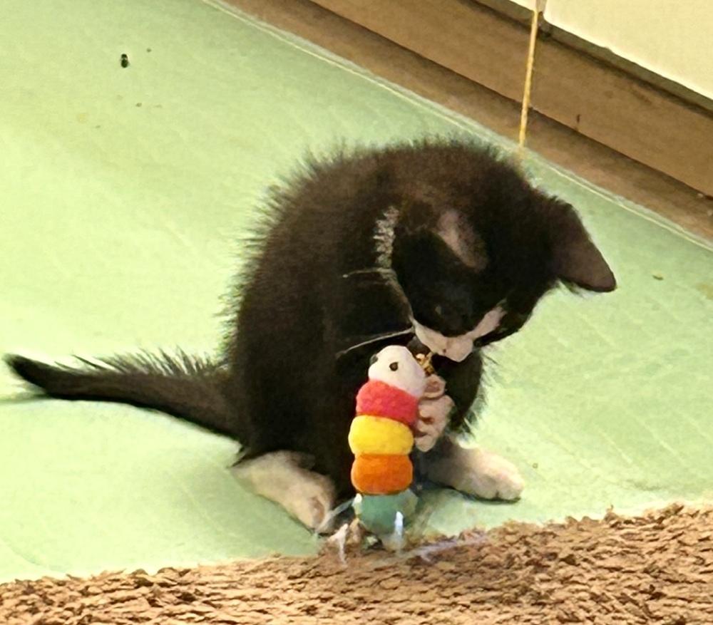 Lilac, Adoptable, Kitten Female Domestic Short Hair.