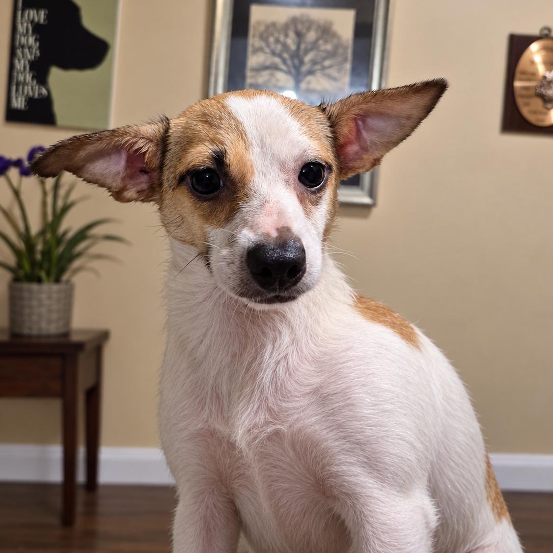 Enlarge Cash, a Adoptable mixed breed in Lake Worth, FL image 3/6