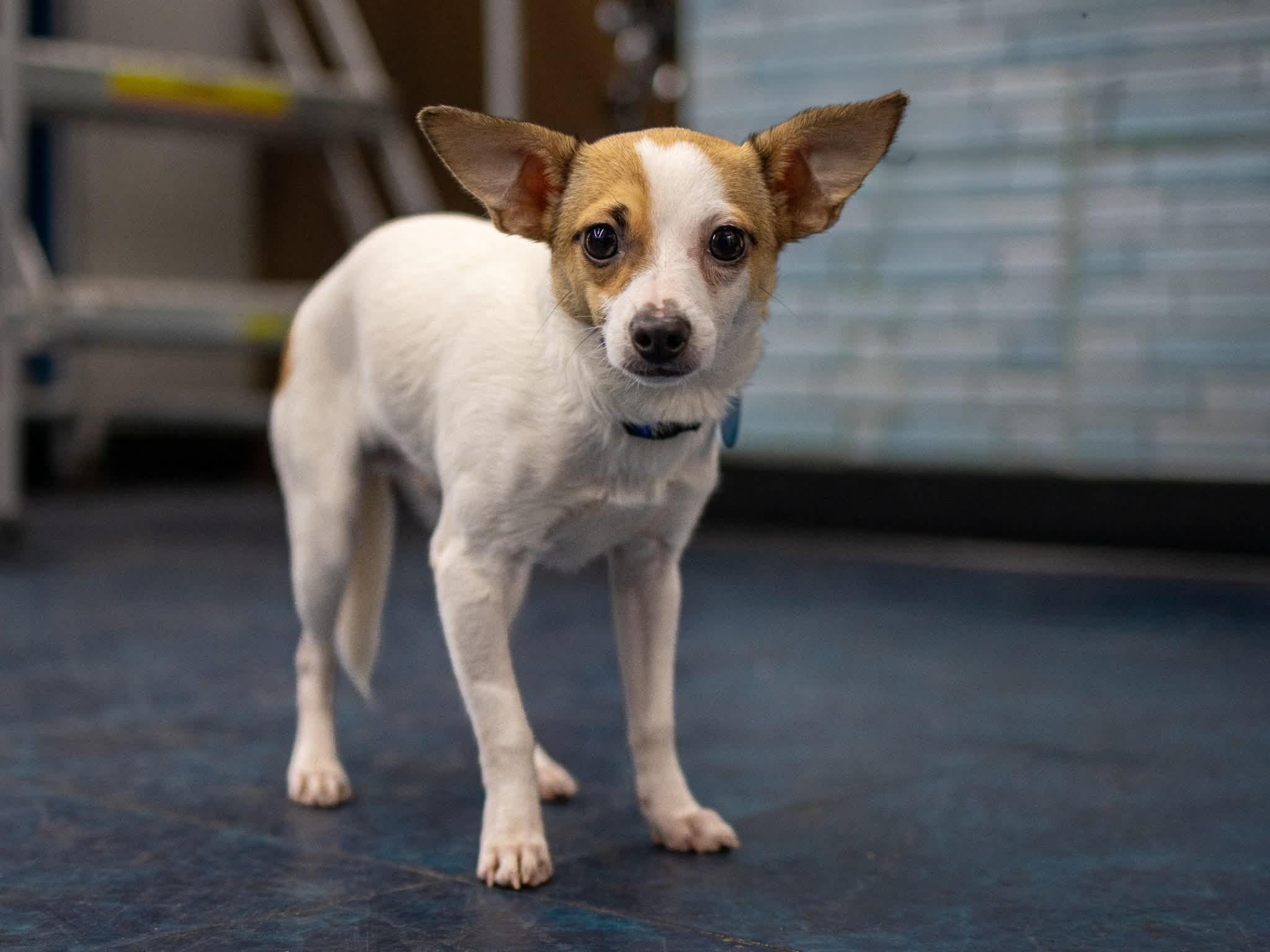 Enlarge Cash, a Adoptable mixed breed in Lake Worth, FL image 3/6