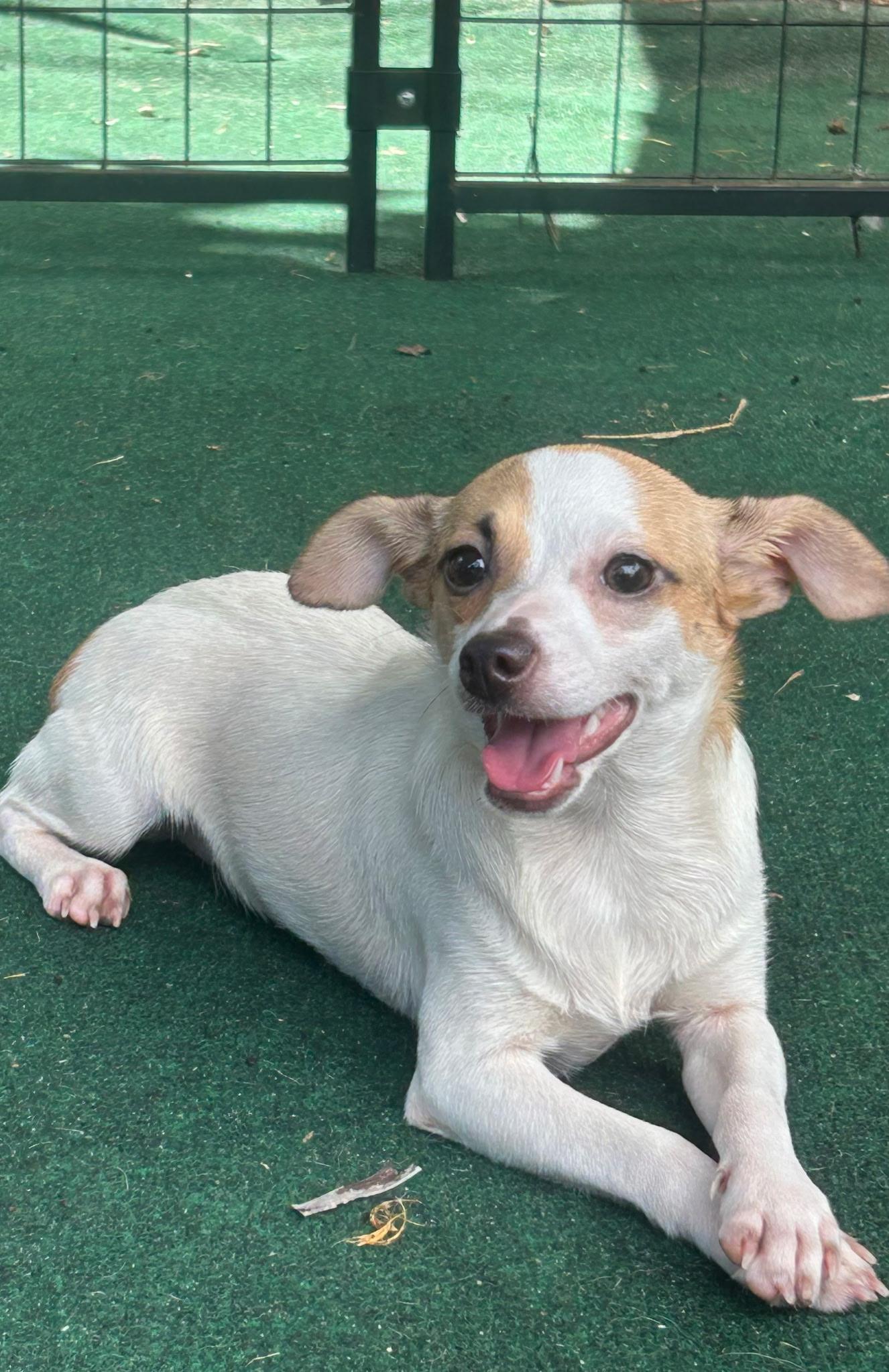 Enlarge Cash, a Adoptable mixed breed in Lake Worth, FL image 5/6